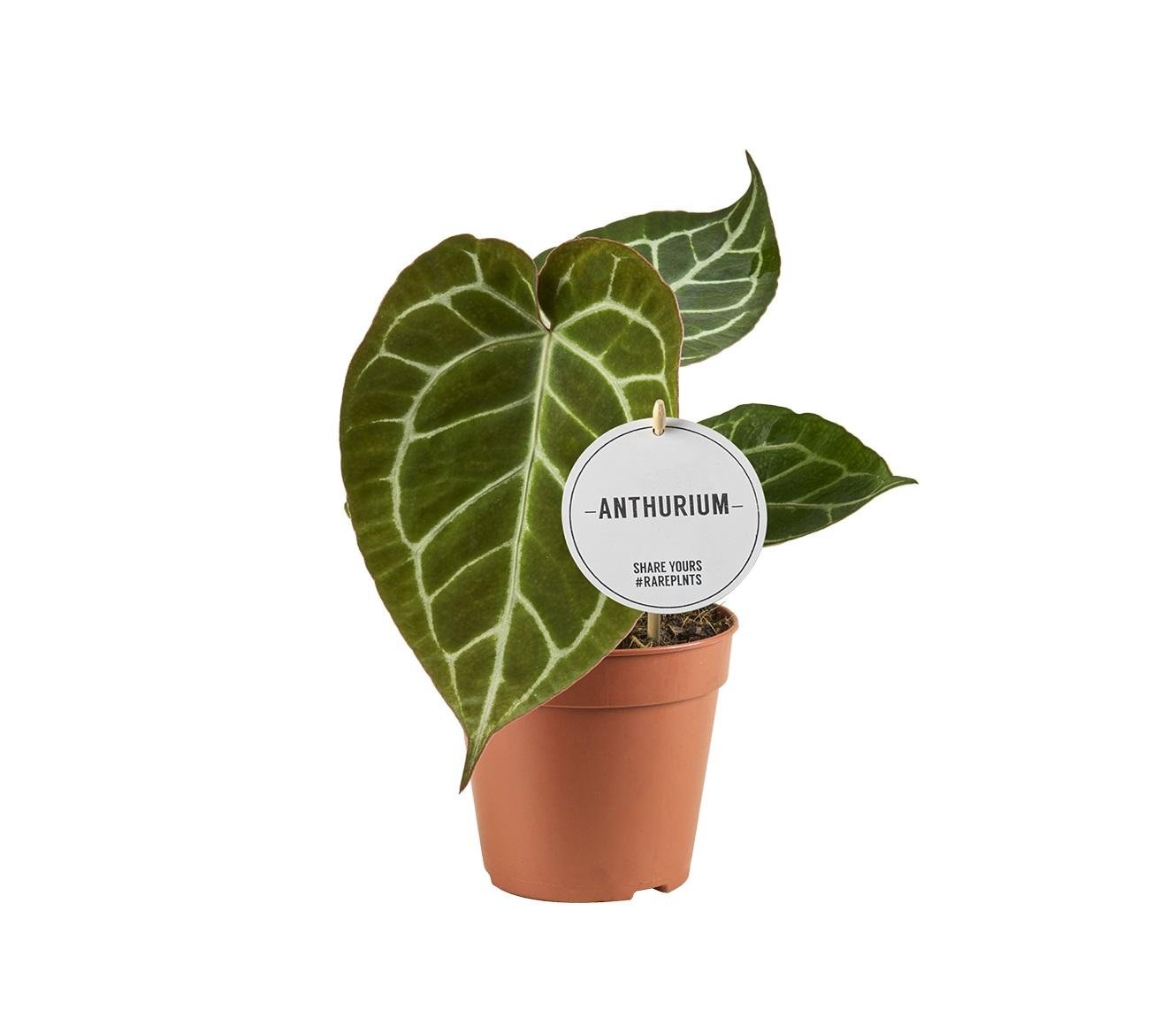green-guardia-unsere-pflanzen-anthurium-crystallinum-flamingoblume image 1