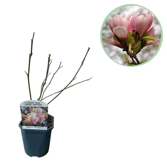 green-guardia-magnolia-soulangiana-hellrosa-17cm-topf image 1
