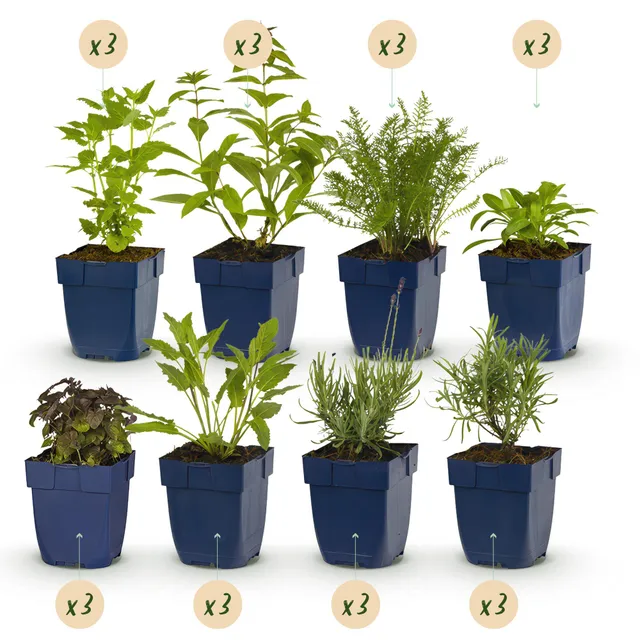 green-guardia-staudenpaket-duftend-24-stauden-11-cm-topf image 1
