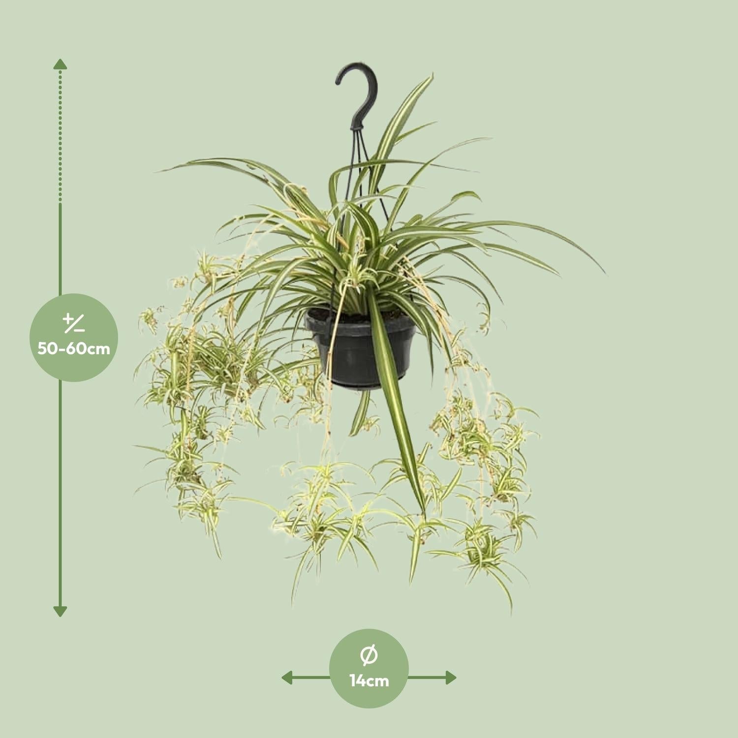 green-guardia-unsere-pflanzen-chlorophytum-variegatum-gr-nlilie-55-cm image 4