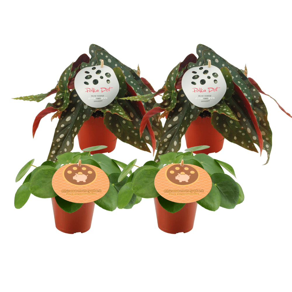 green-guardia-pilea-begonia-zimmerpflanzen-set-4-pflanzen-12cm-topf image 1