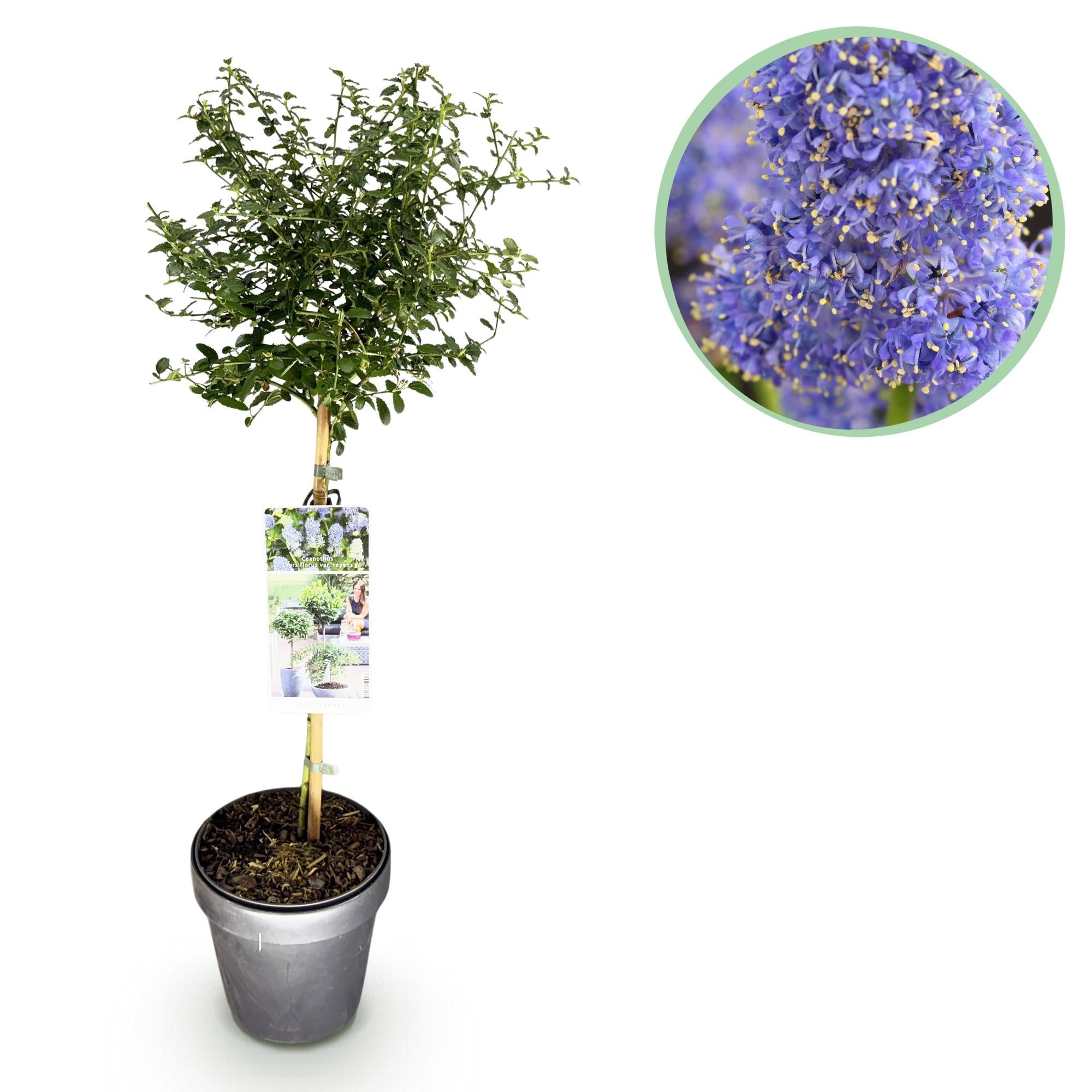 green-guardia-ceanothus-repens-strauch-19cm-topf-lila-blau image 1