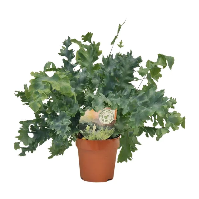 green-guardia-davana-farn-35-cm-12-cm-topf image 1