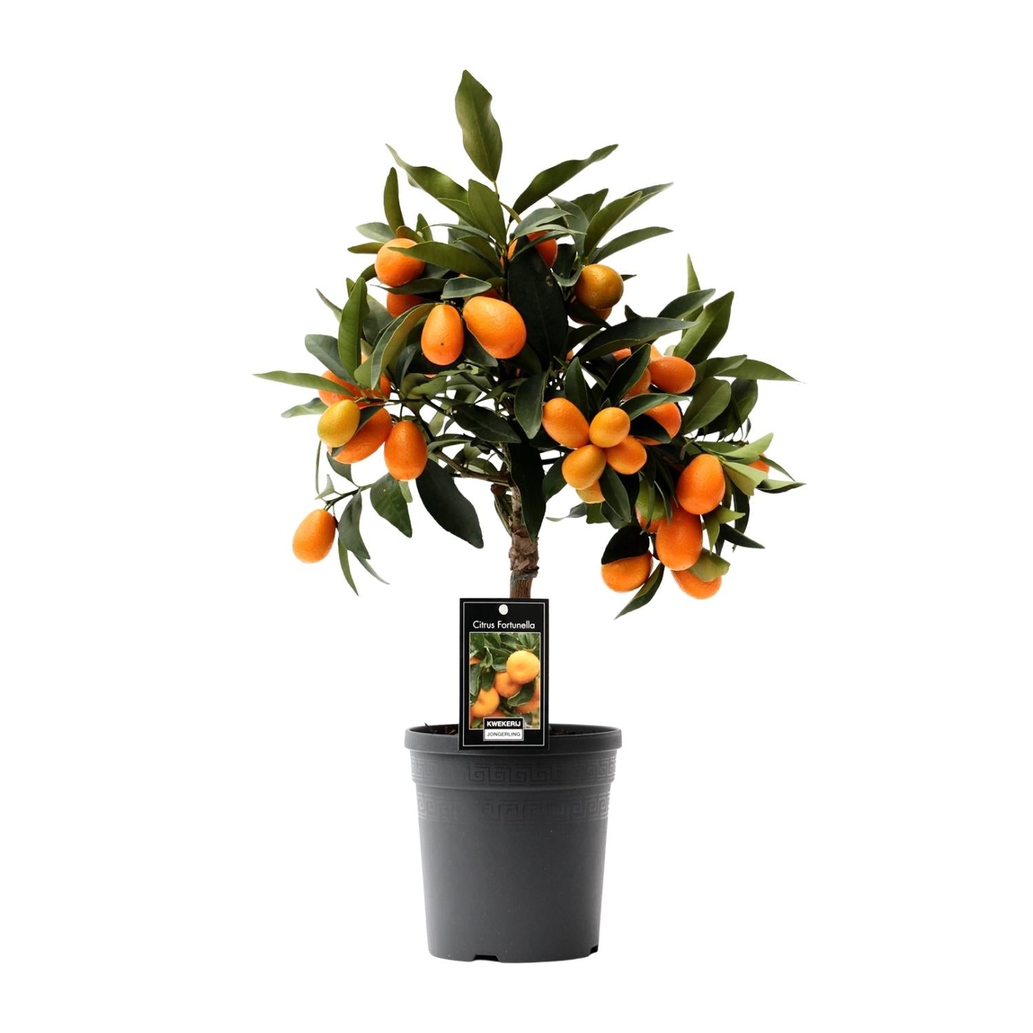 green-guardia-citrus-kumquat-zitruspflanze-16cm-topf-45cm image 1