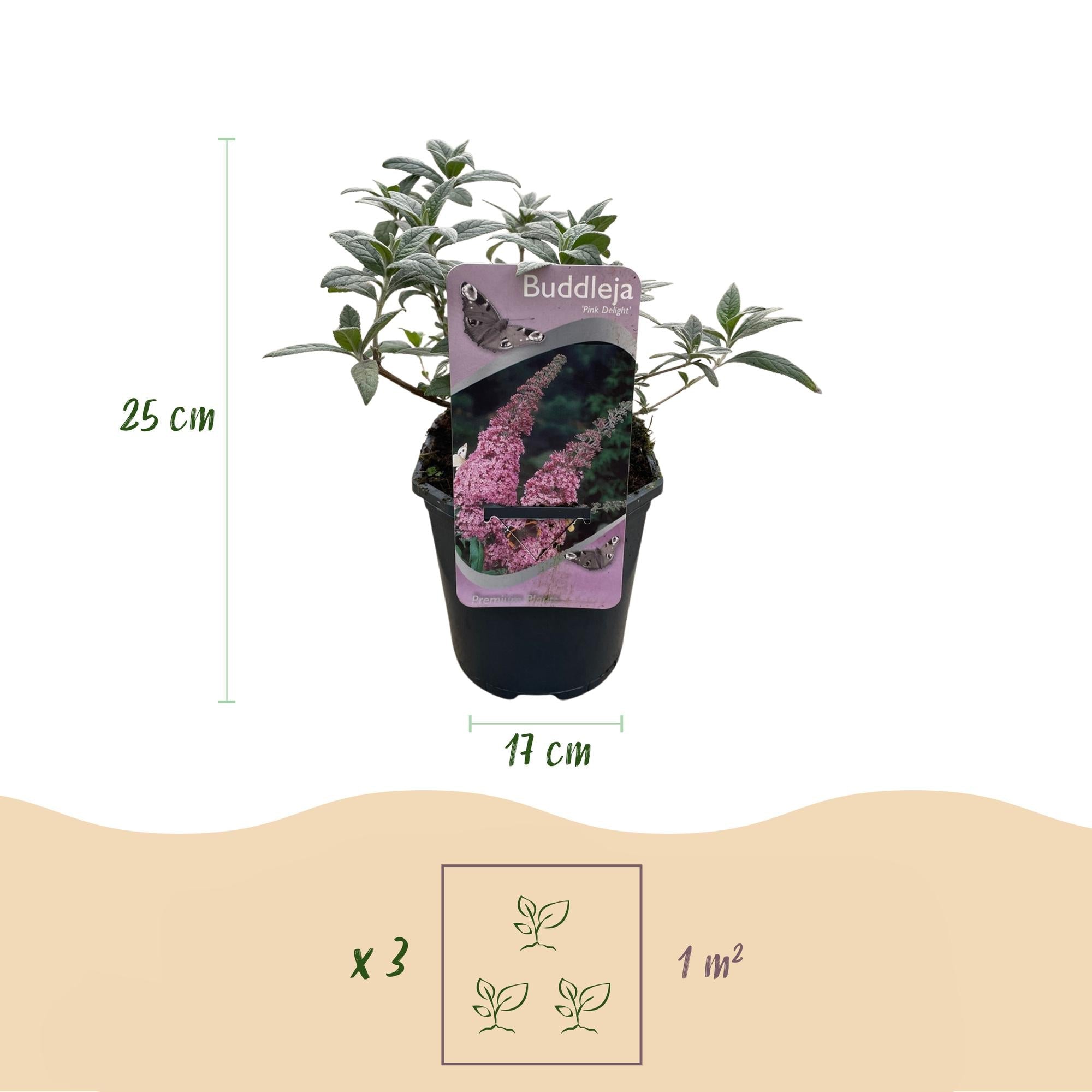 green-guardia-buddleja-pink-delight-schmetterlingsstrauch-25-cm image 2