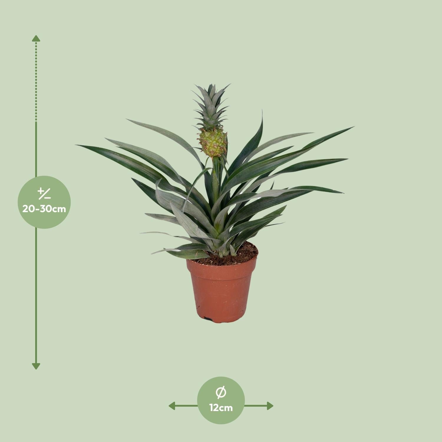 green-guardia-bromelia-ananas-zierananas-zimmerpflanze-30cm image 2