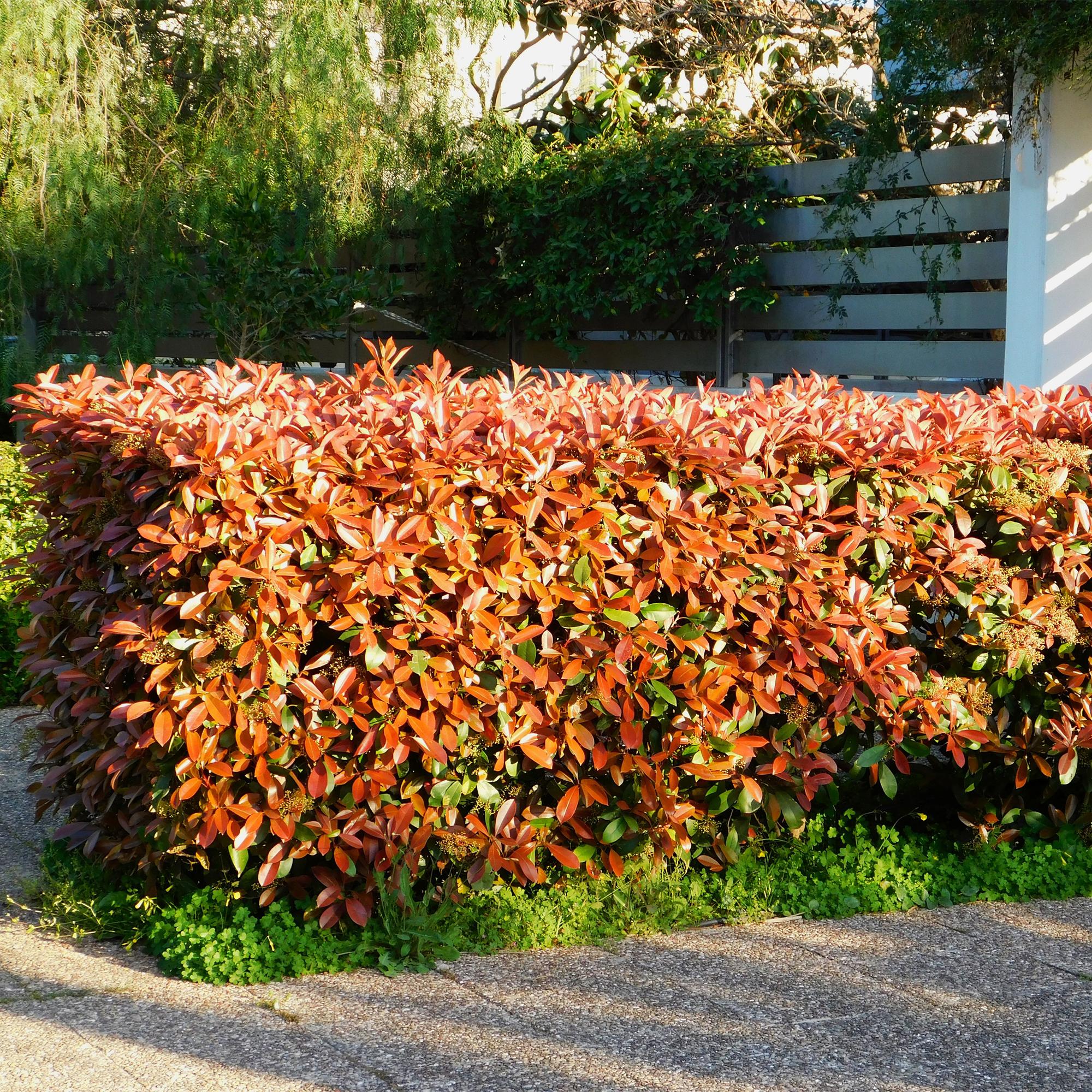 green-guardia-photinia-red-robin-glanzmispel-hecke-6-pflanzen-50cm image 3