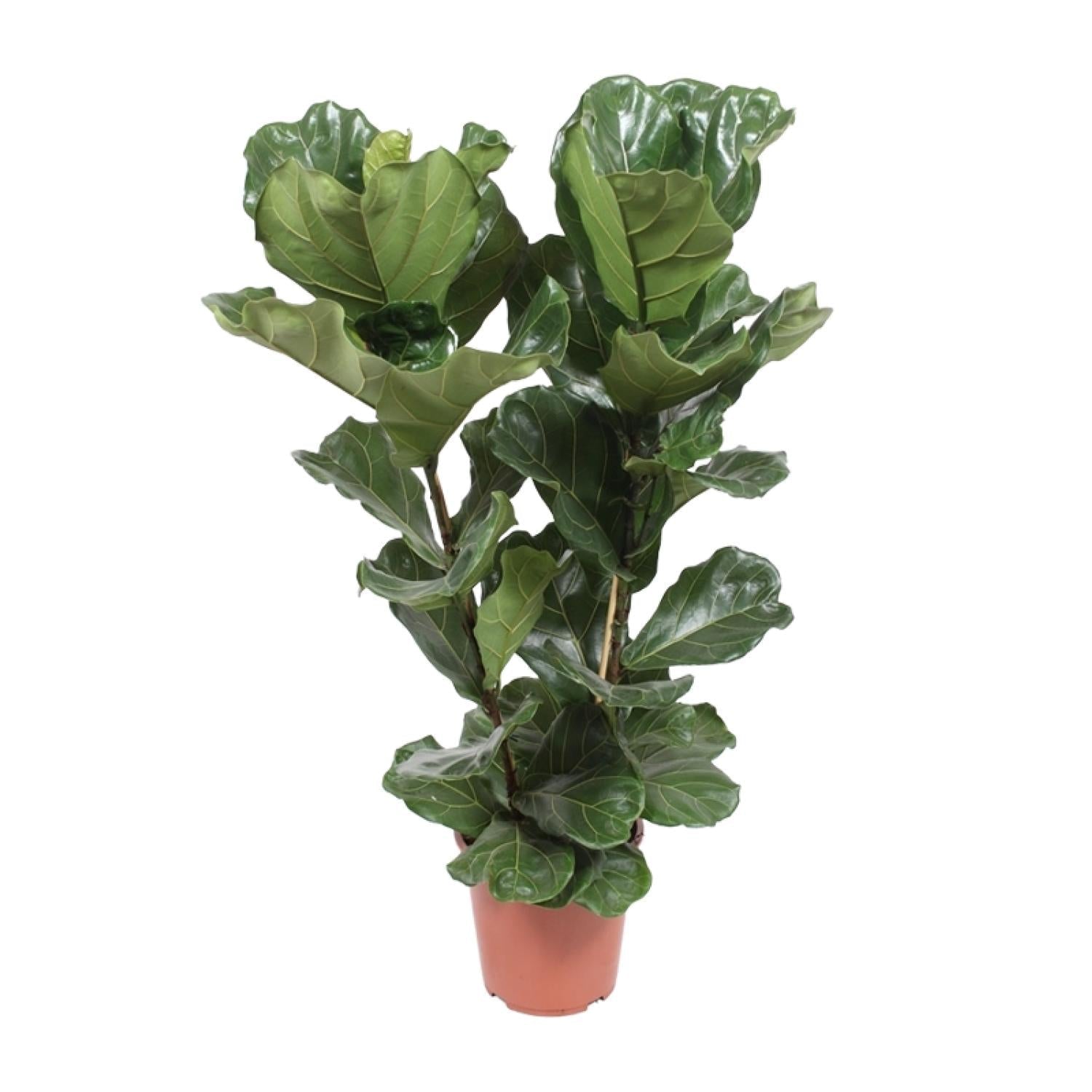 green-guardia-ficus-lyrata-geigenfeige-12cm-30cm image 1