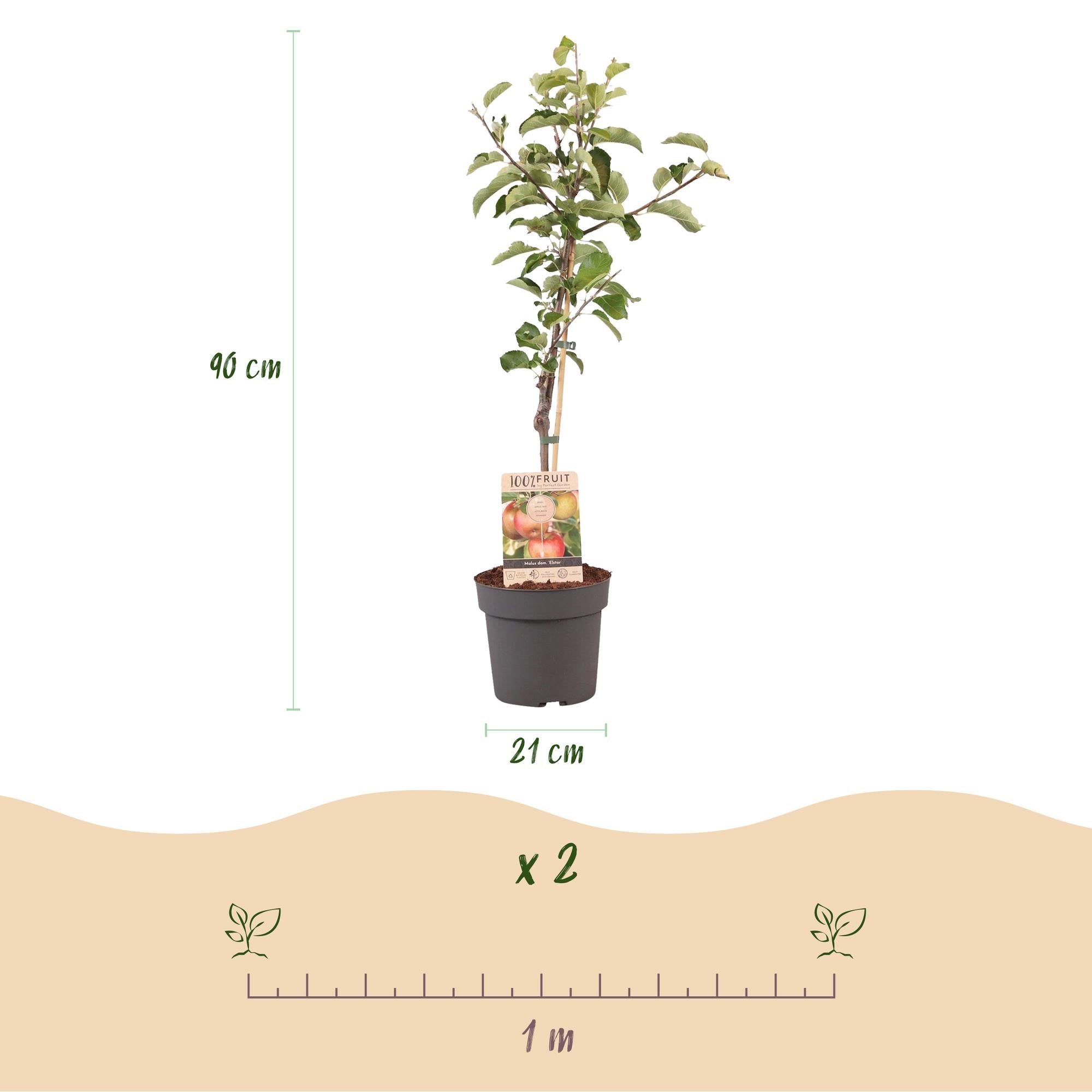 green-guardia-elstar-apfelbaum-90-cm-im-topf image 3
