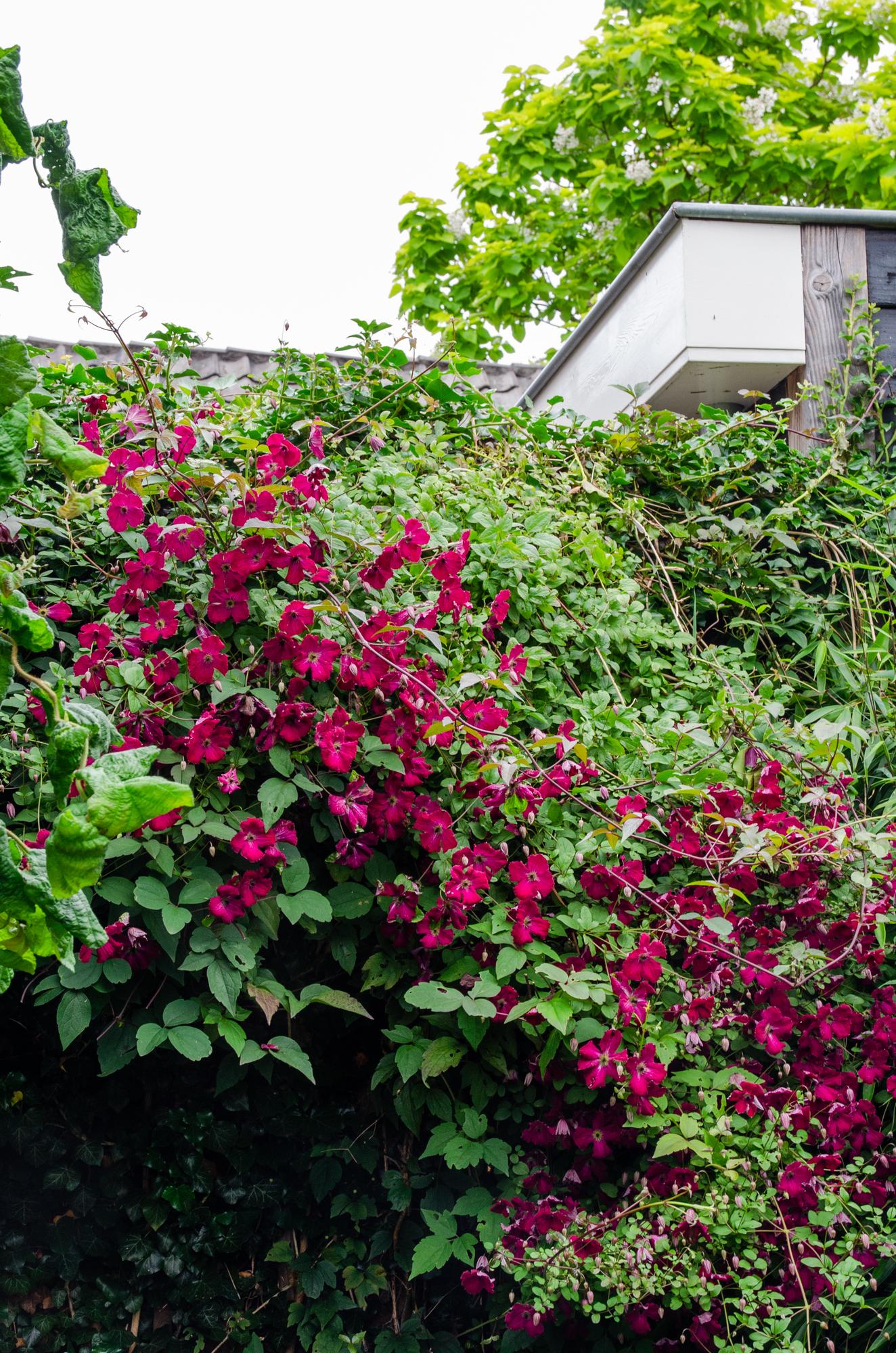 green-guardia-clematis-hagley-hybrid-kletterpflanze-15-cm-topf-rosa image 2