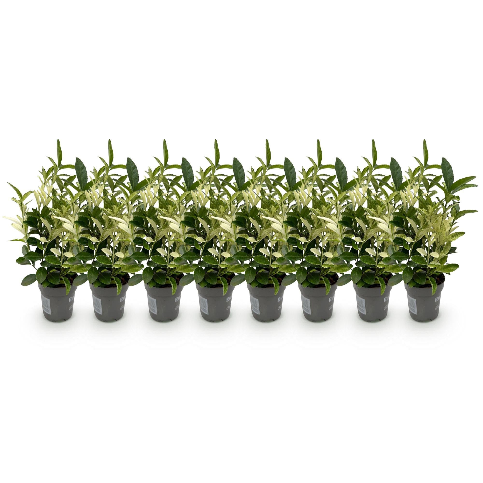 green-guardia-euonymus-paloma-blanca-hecke-8-pflanzen-9cm-topf image 3