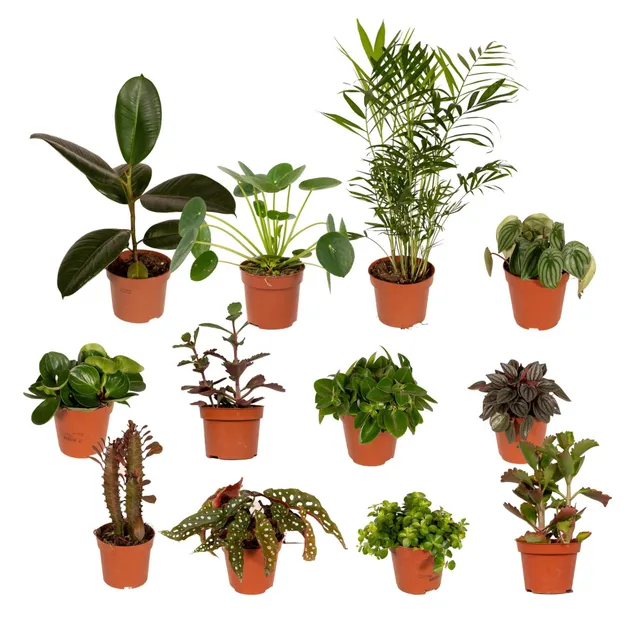 green-guardia-au-enseiterbox-pflanzenmix-8-pflanzen-12-cm image 1
