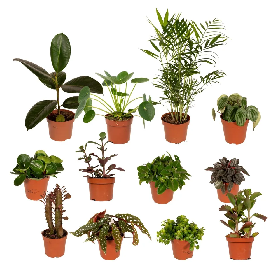 green-guardia-au-enseiterbox-pflanzenmix-8-pflanzen-12-cm image 1