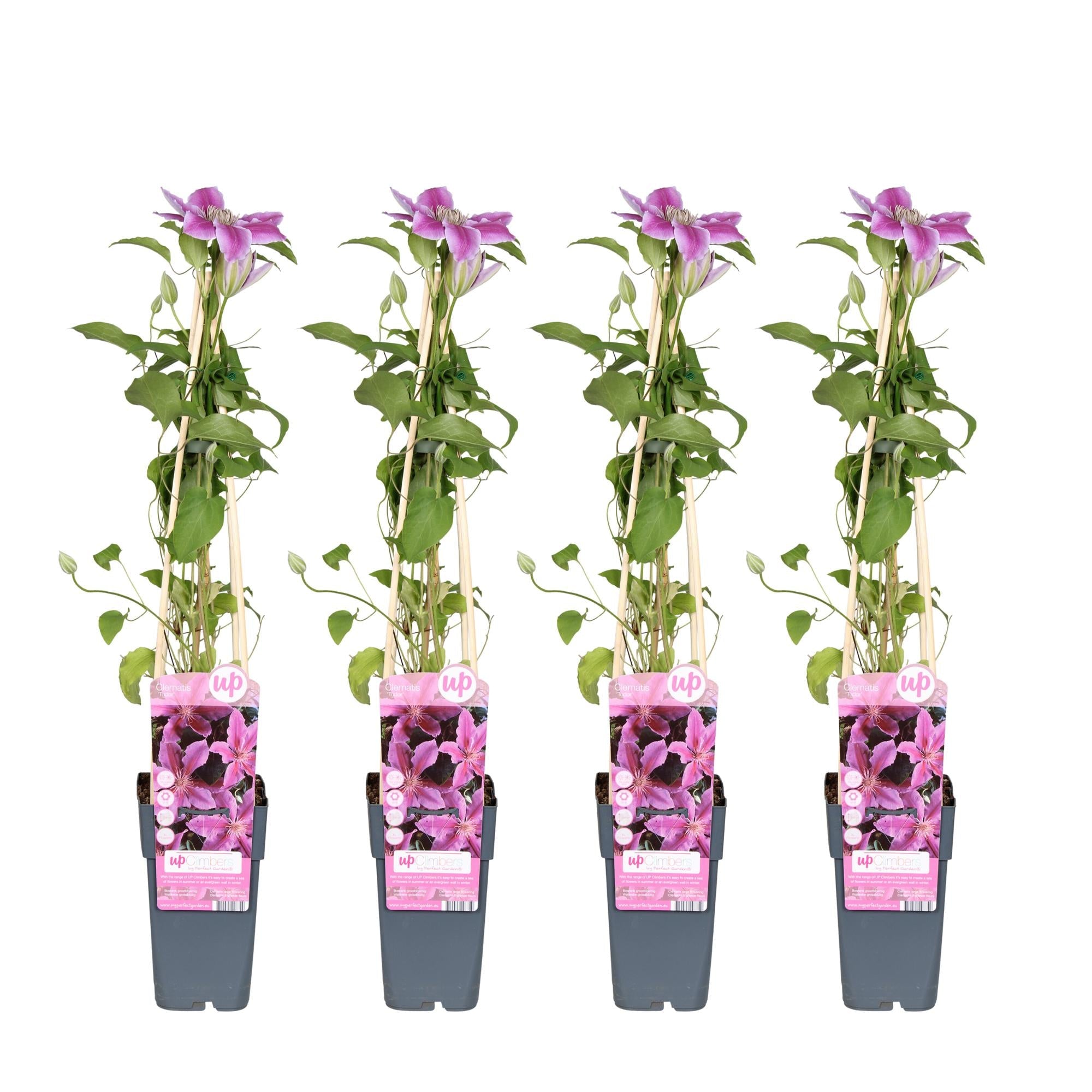 green-guardia-unsere-pflanzen-clematis-tudor-kletterpflanze-3x-violett-wei image 1
