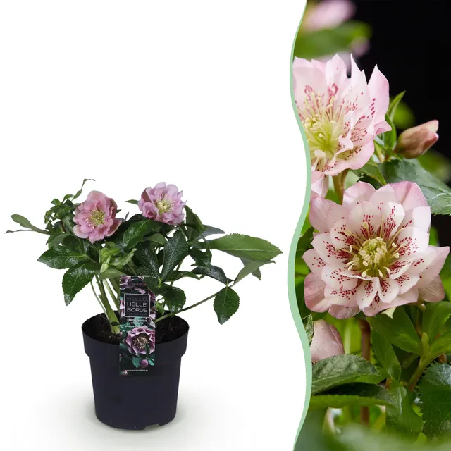 green-guardia-helleborus-double-ellen-pink-14cm-topf image 1