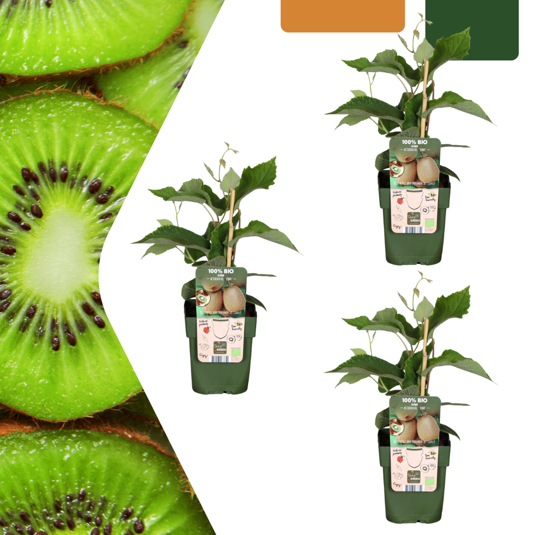 green-guardia-bio-kiwi-jungpflanze-13cm-topf-ca-20cm-3-pflanzen image 2