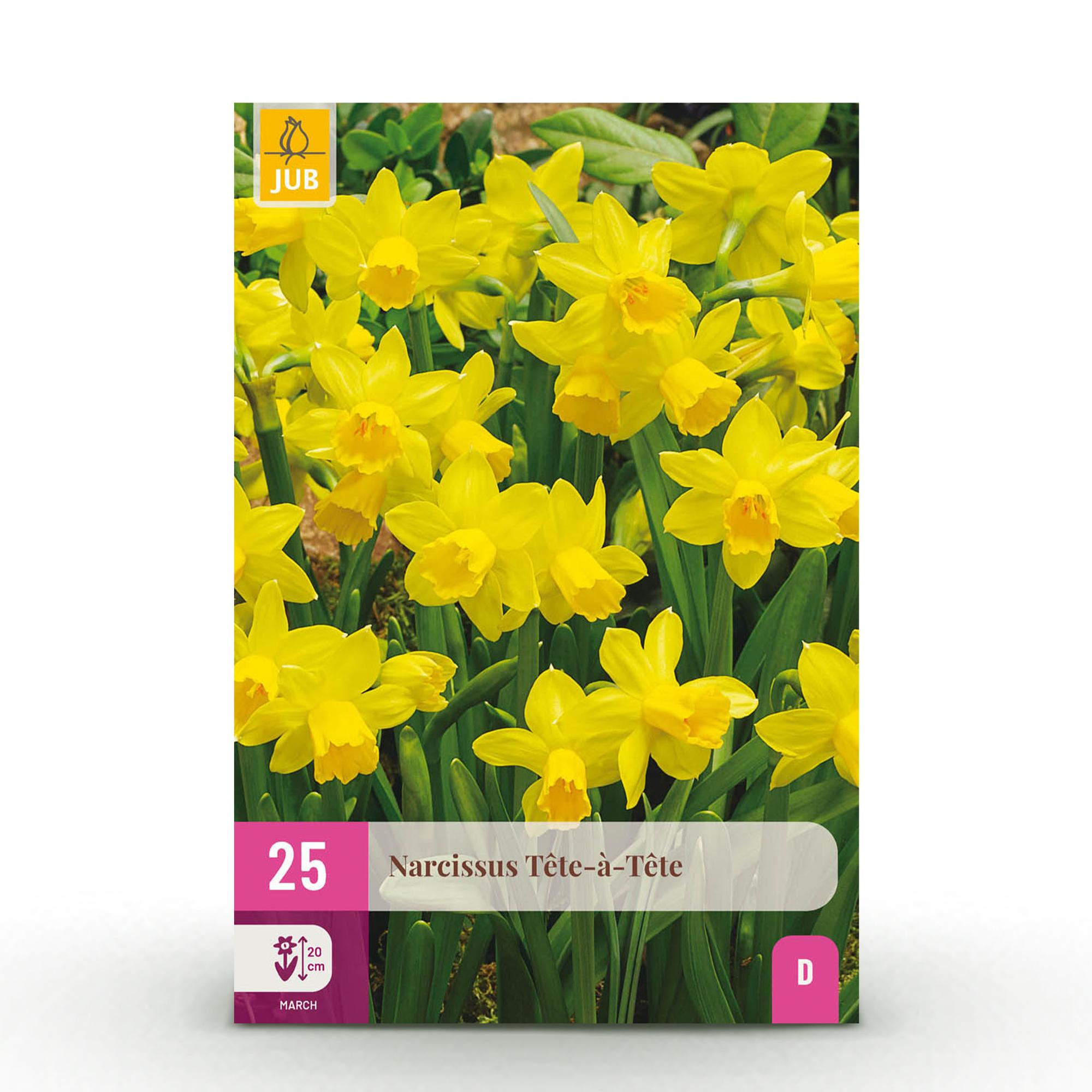 green-guardia-unsere-pflanzen-narzisse-t-te-t-te-blumenzwiebeln-25-stk image 1