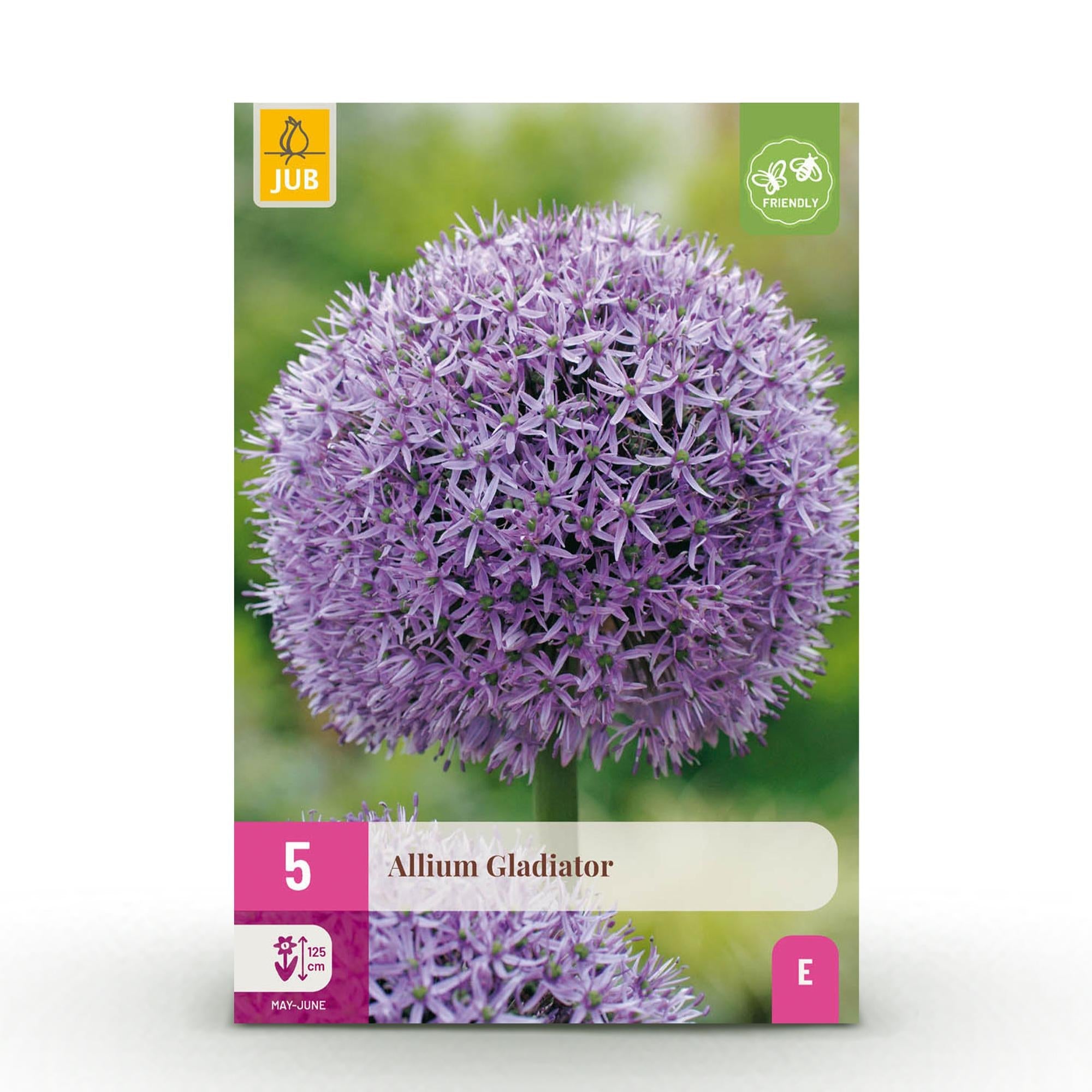 green-guardia-unsere-pflanzen-allium-gladiator-blumenzwiebeln-5-st-ck image 1