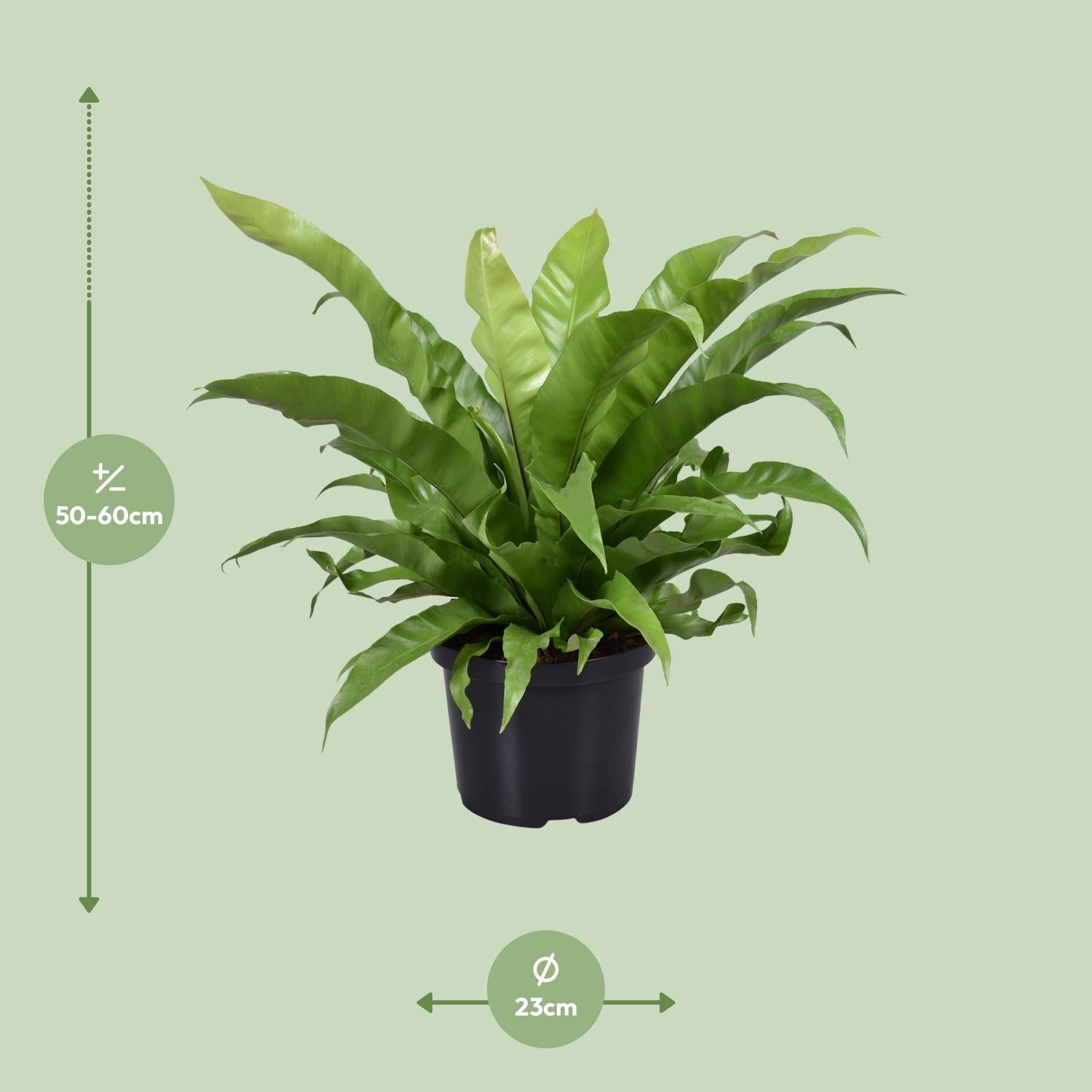 green-guardia-asplenium-antiquum-nestfarn-zimmerpflanze-17cm-topf-45cm image 7