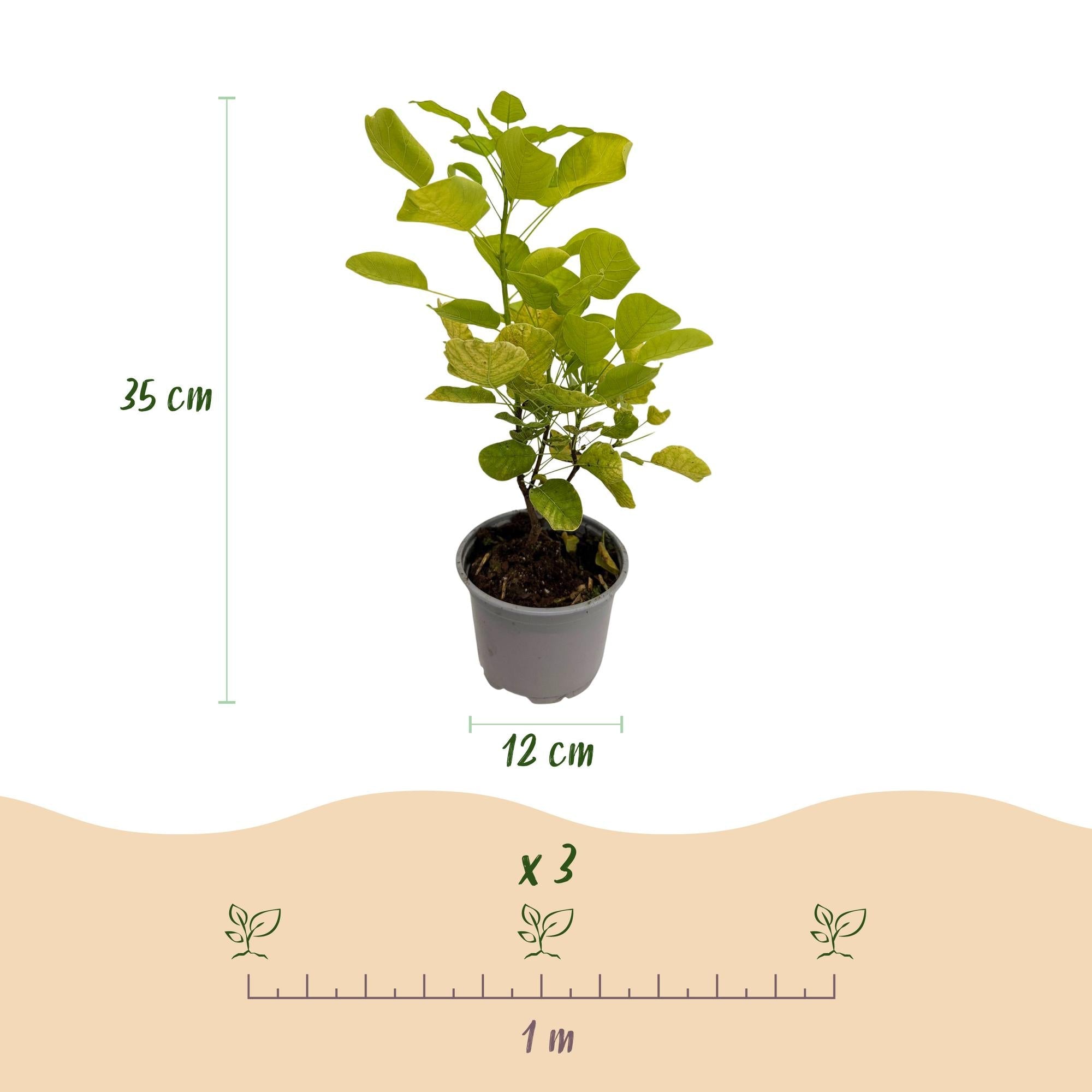 green-guardia-cotinus-golden-spirit-strauch-12cm-topf image 2