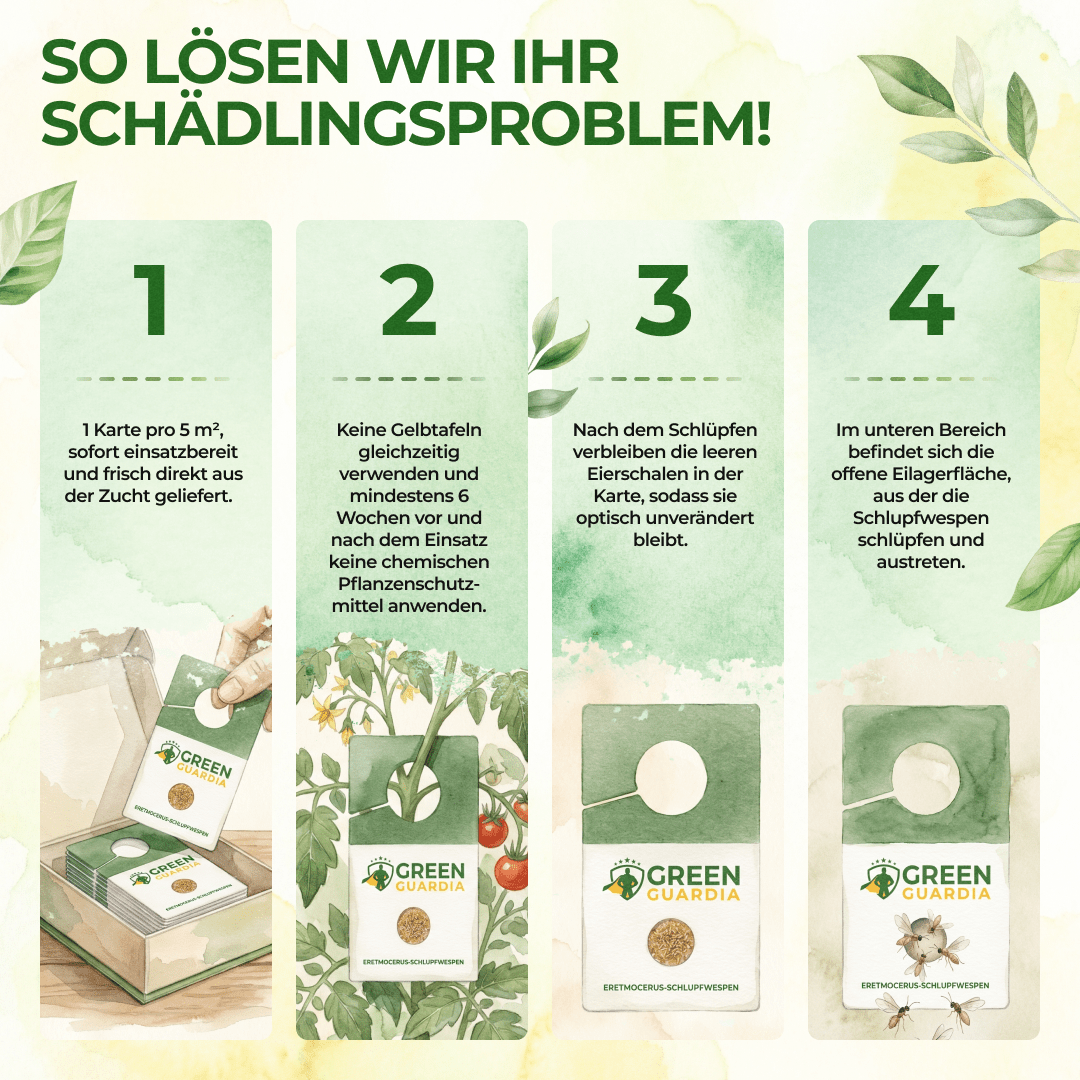 green-guardia-schlupfwespen-encarsia-wei-e-fliegen-1-karte image 3