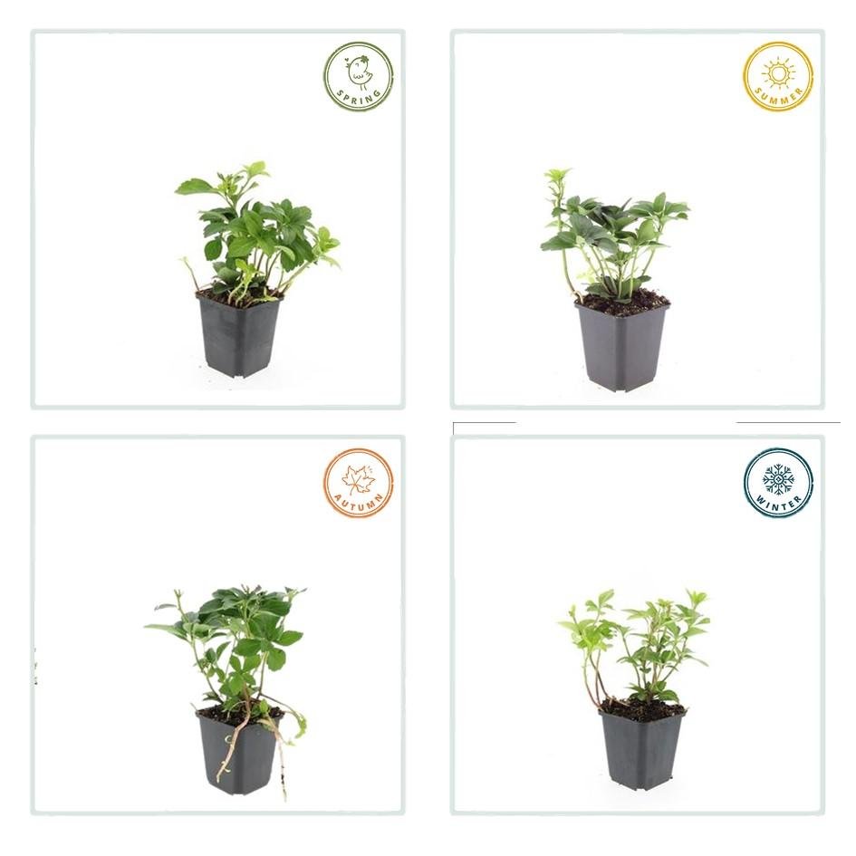 green-guardia-pachysandra-bodendecker-dickm-nnchen-6-pflanzen image 3