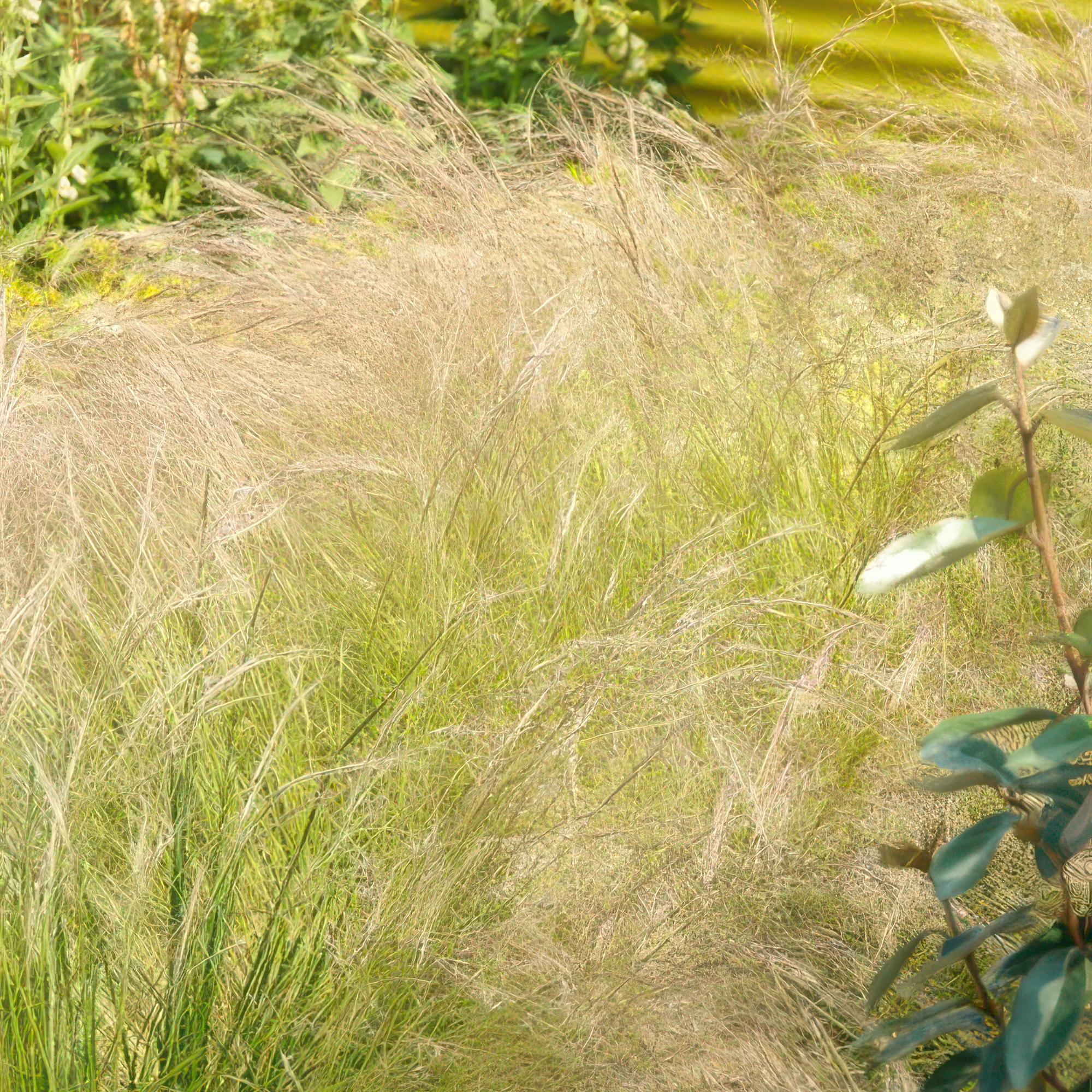 green-guardia-unsere-pflanzen-stipa-ponytails-ziergras-9cm-topf image 5