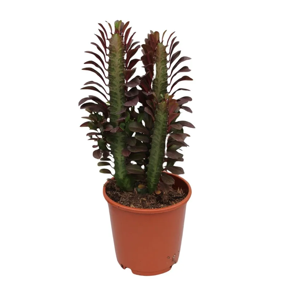 green-guardia-euphorbia-trigona-rubra-milchbaum-40cm-pflegeleicht image 1