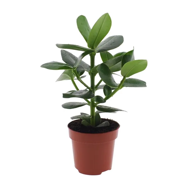 green-guardia-unsere-pflanzen-clusia-rosea-princess-autogrammbaum-15cm image 1