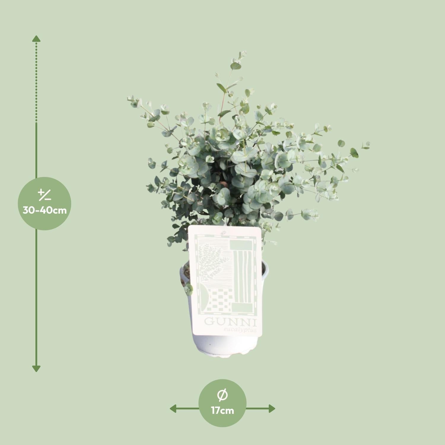green-guardia-unsere-pflanzen-eukalyptus-gunnii-duftpflanze-35-60-cm image 3