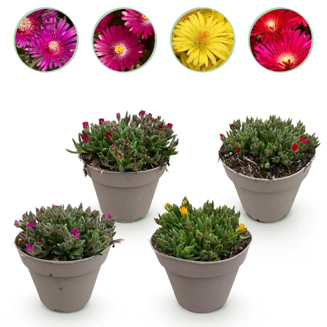 green-guardia-delosperma-bodendecker-4-pflanzen-mix image 1