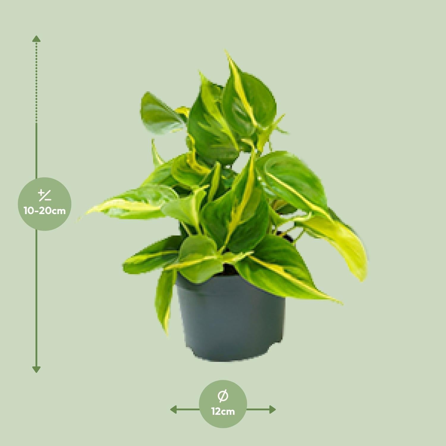 green-guardia-philodendron-scandens-brasil-zimmerpflanze-12cm-pflegeleicht image 4