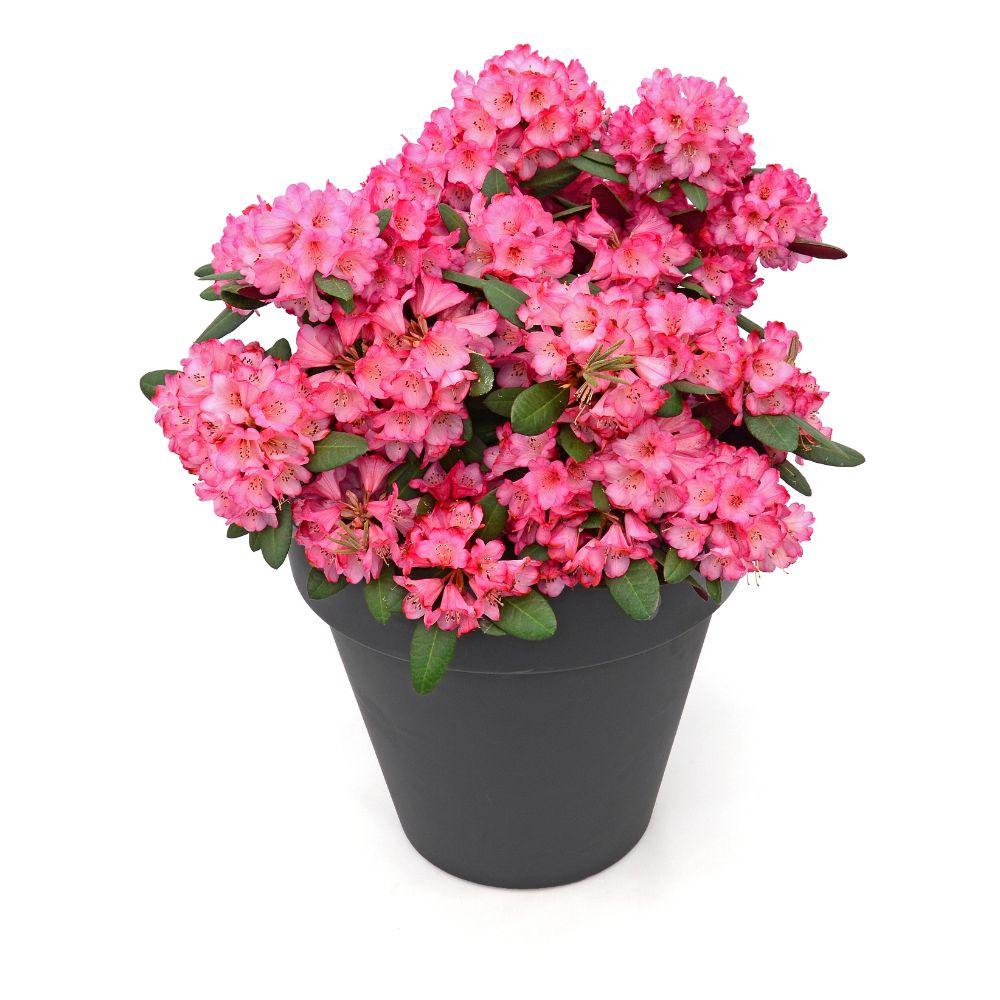 green-guardia-rhododendron-wine-roses-zimmerpflanze-20cm image 6