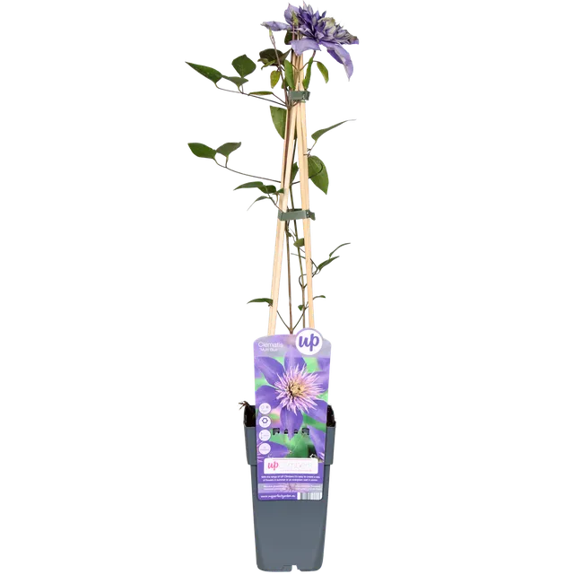 green-guardia-unsere-pflanzen-clematis-multi-blue-kletterpflanze-1-pflanze image 1