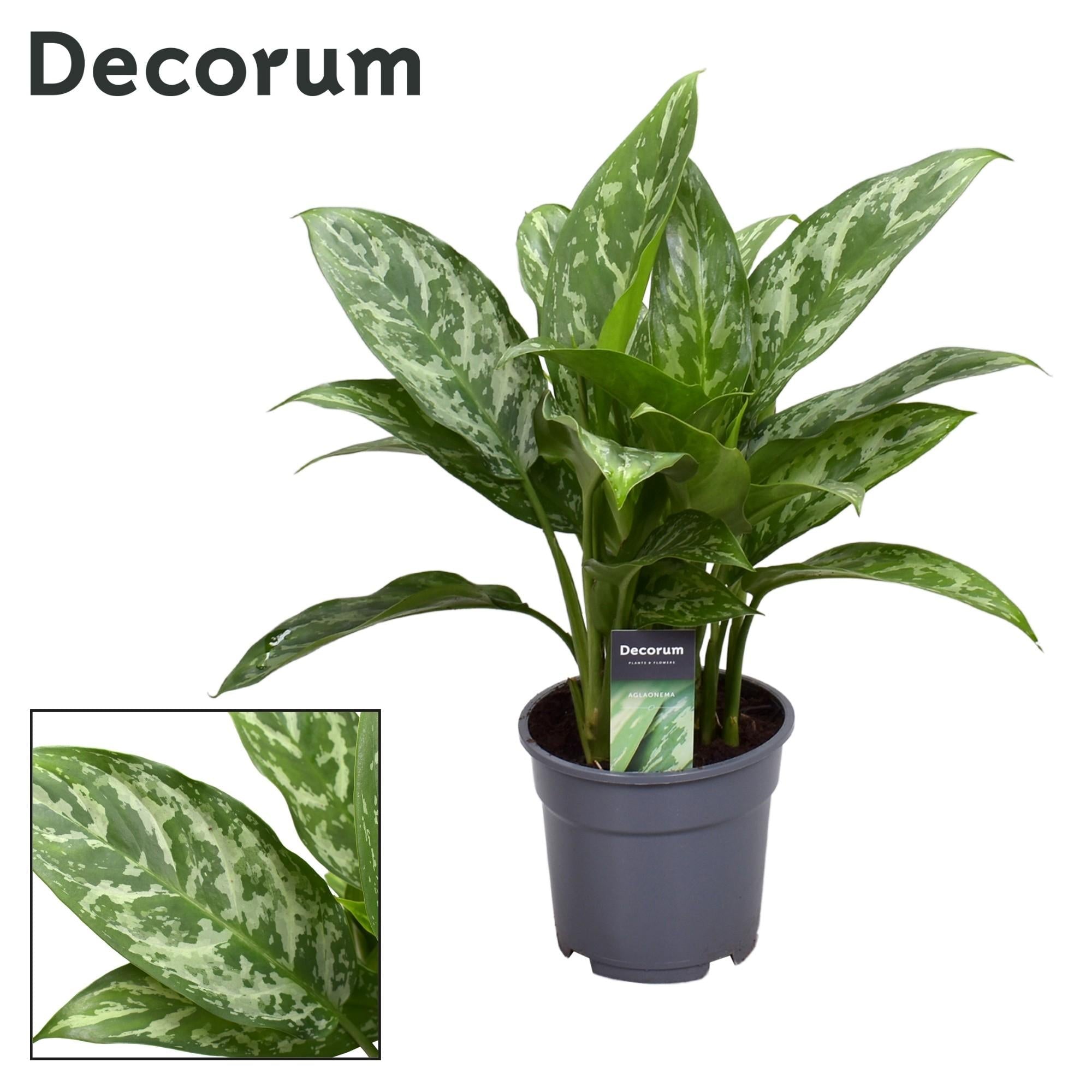 green-guardia-aglaonema-white-joy-kolbenfaden-35-cm-12-cm-topf image 6