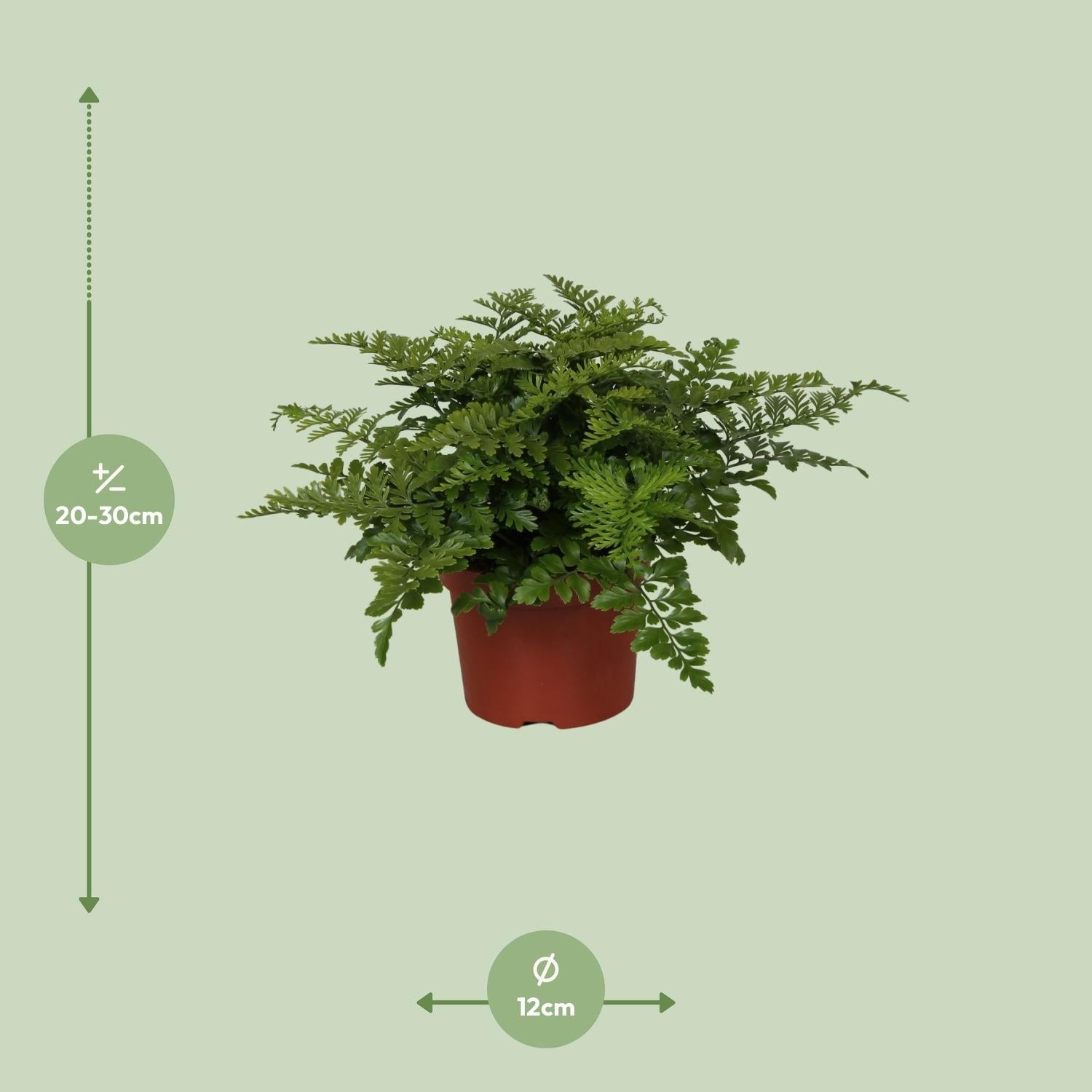 green-guardia-unsere-pflanzen-asplenium-parvati-nestfarn-25-cm image 2