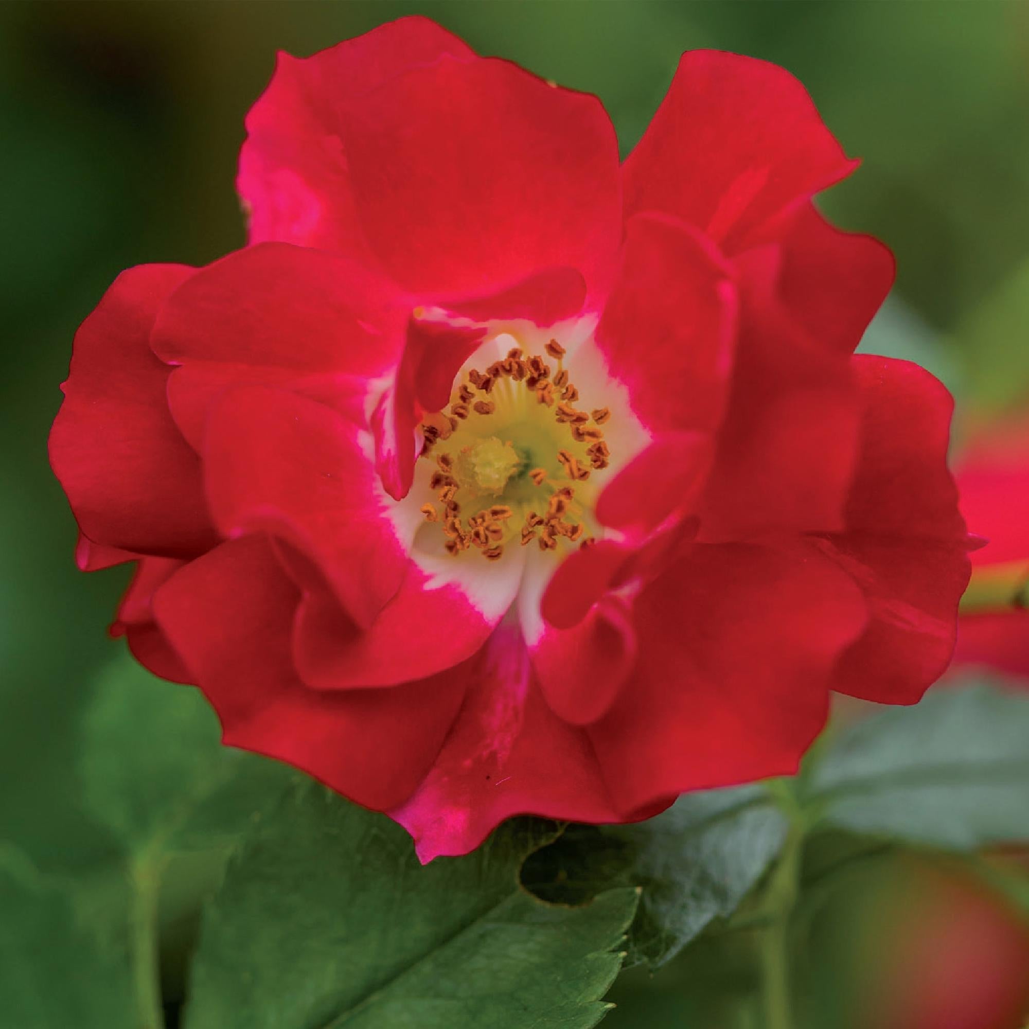 green-guardia-unsere-pflanzen-rosa-red-queen-kletterrose-rot-2-pflanzen image 4