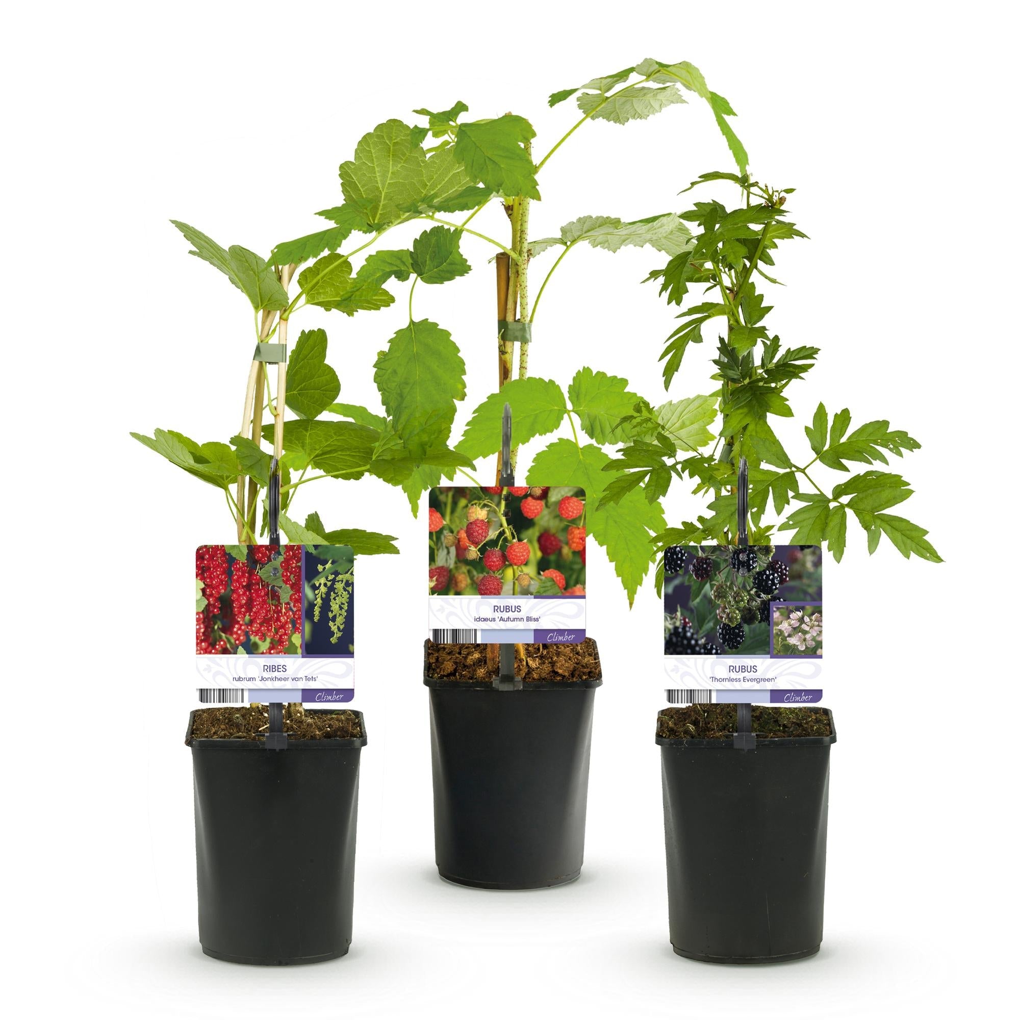 green-guardia-obstpflanzen-mix-beeren-3-pflanzen-11cm-topf image 2