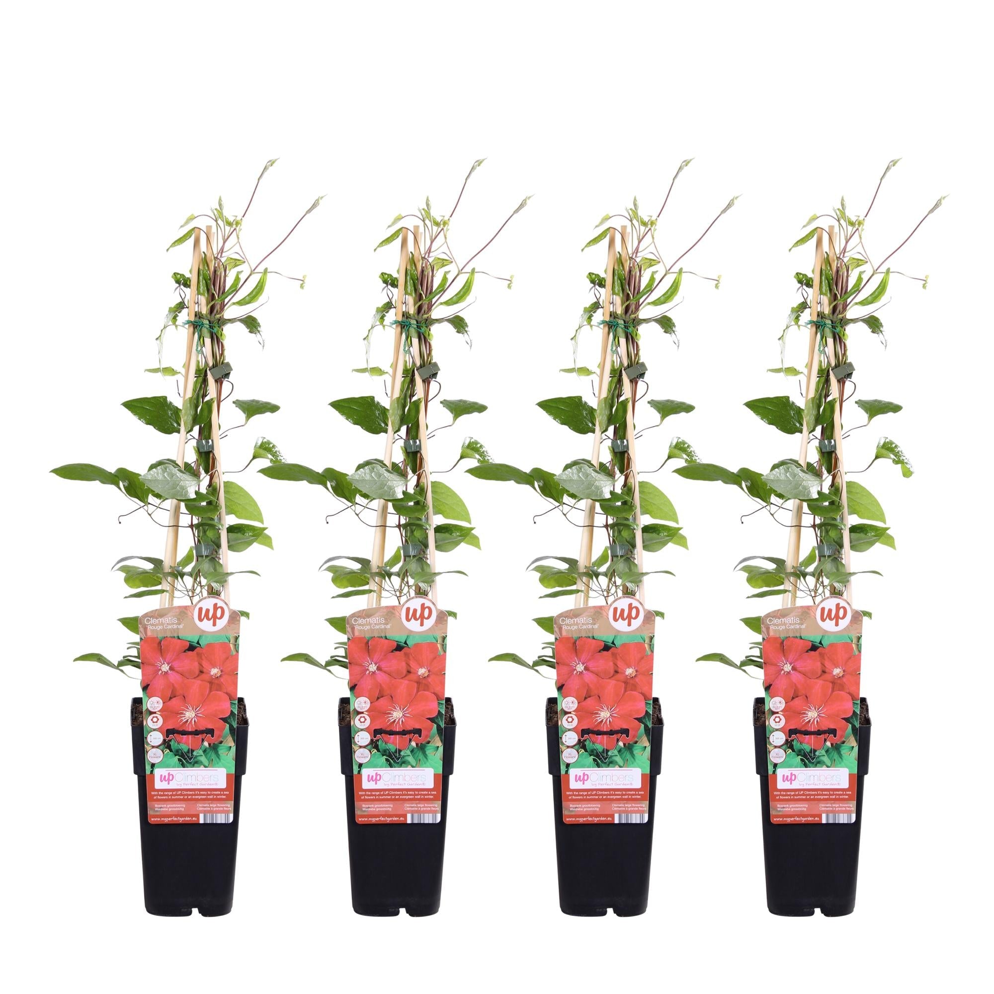 green-guardia-clematis-rouge-cardinal-kletterpflanze-15cm-topf image 3