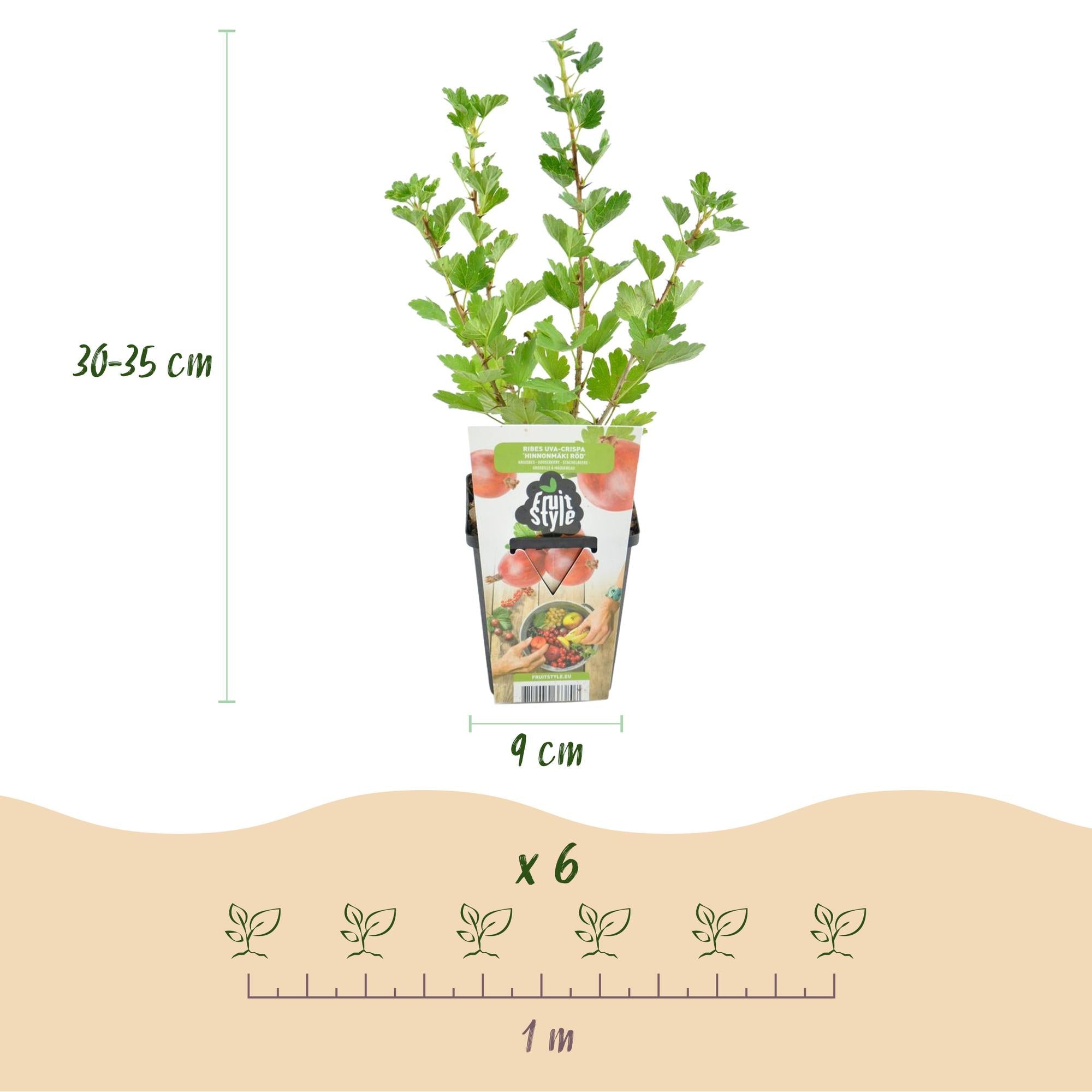 green-guardia-jostabeere-hinnonm-ki-rot-9-cm-topf image 2