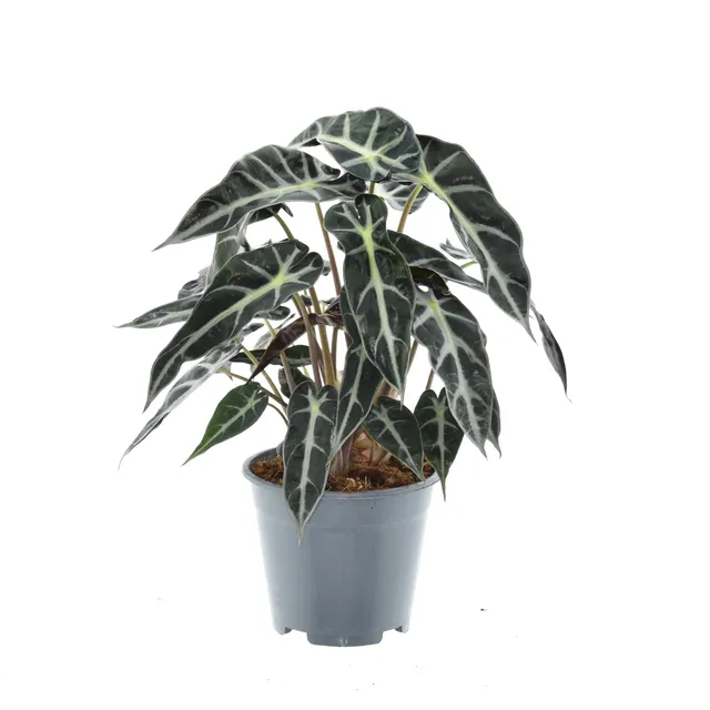 green-guardia-alocasia-bambino-arrow-elefantenohr-14cm-40cm image 1