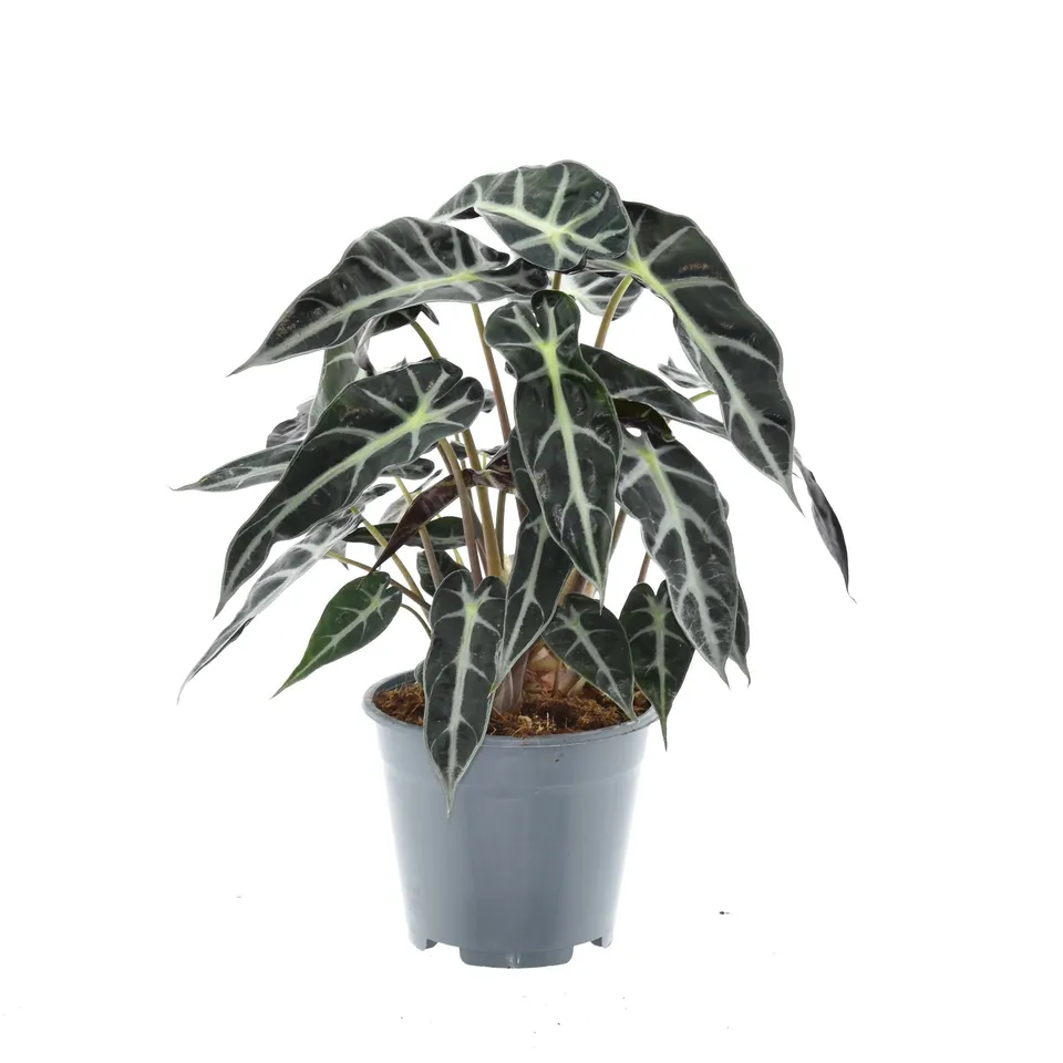 green-guardia-alocasia-bambino-arrow-elefantenohr-14cm-40cm image 1