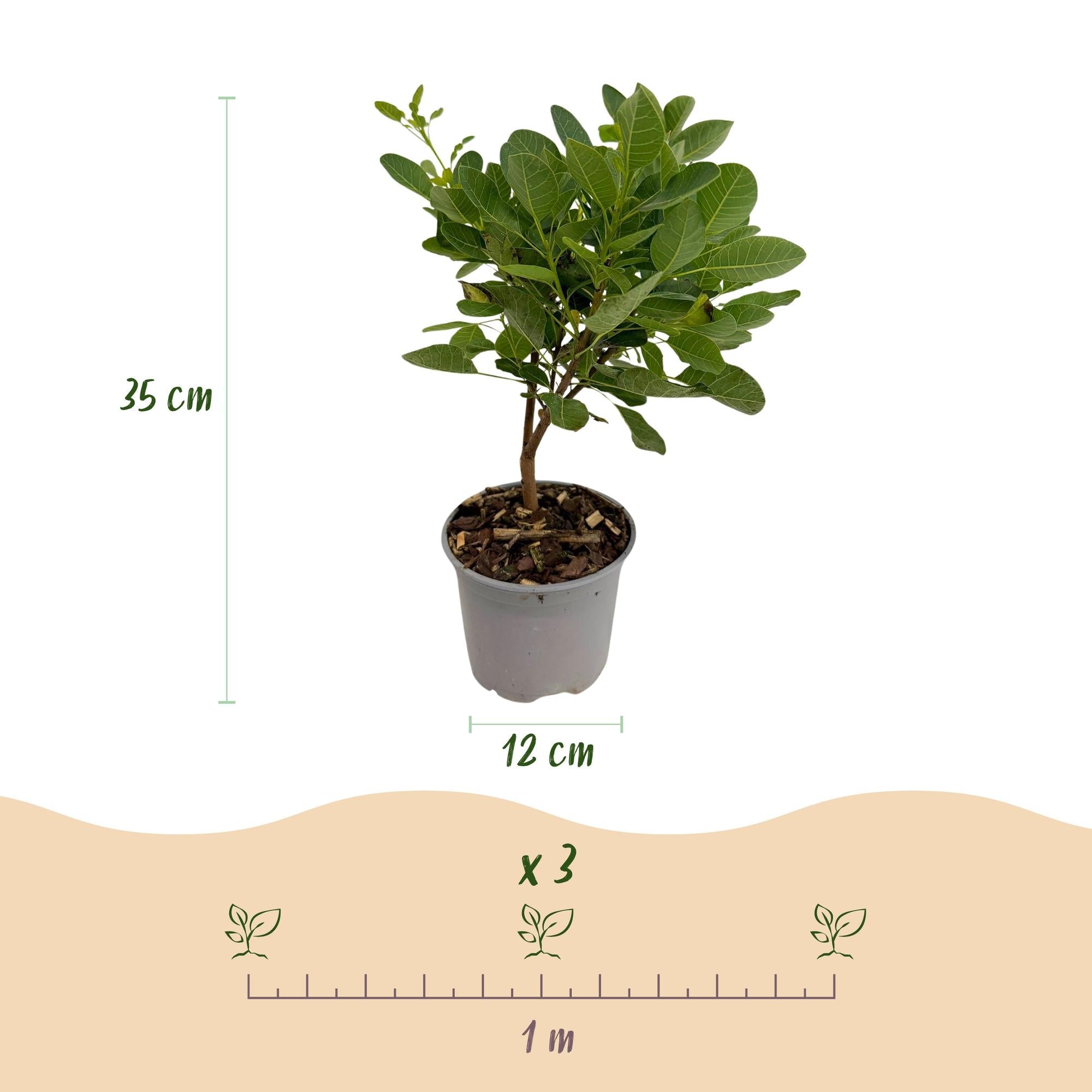 green-guardia-cotinus-young-lady-per-ckenstrauch-12cm-rosa image 2