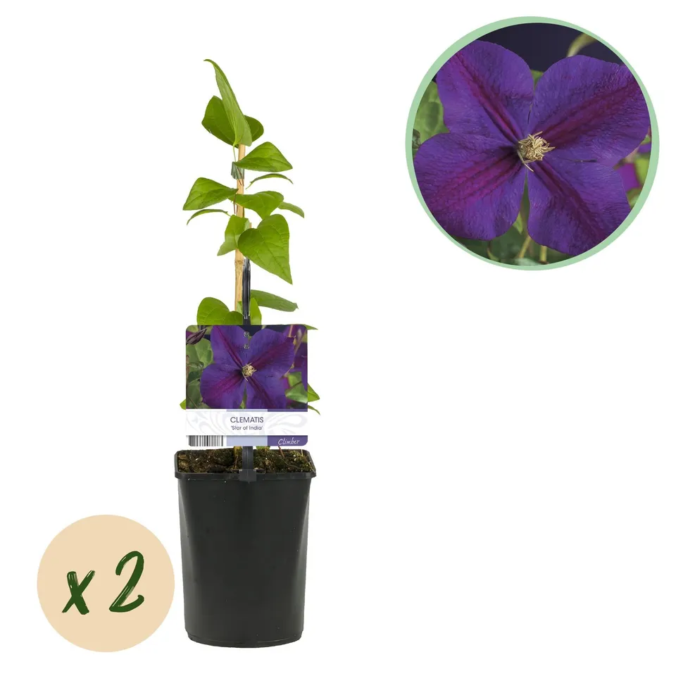 green-guardia-clematis-star-of-india-kletterpflanze-2-pfl-rosa image 1