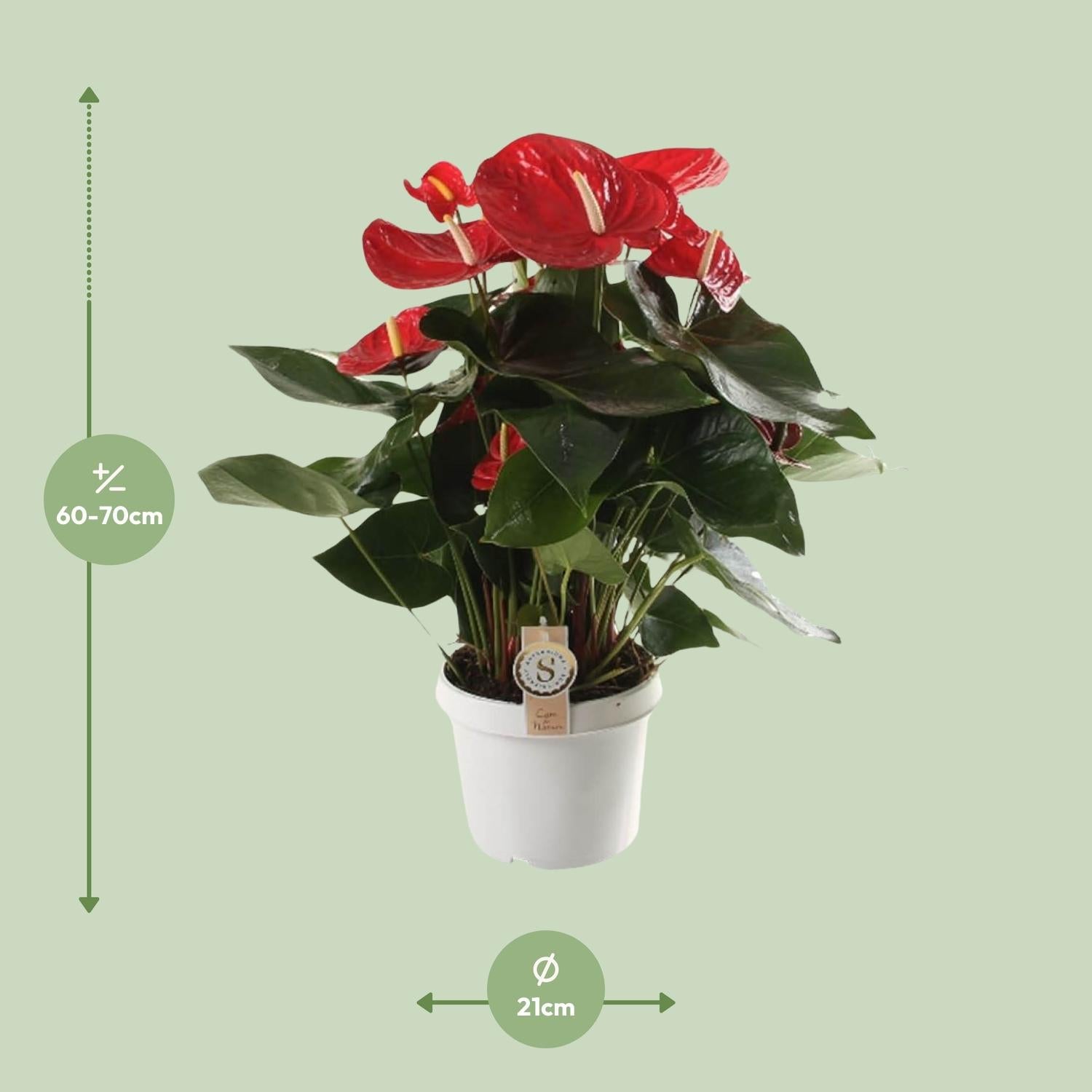 green-guardia-unsere-pflanzen-anthurium-red-champion-flamingoblume-65cm image 7