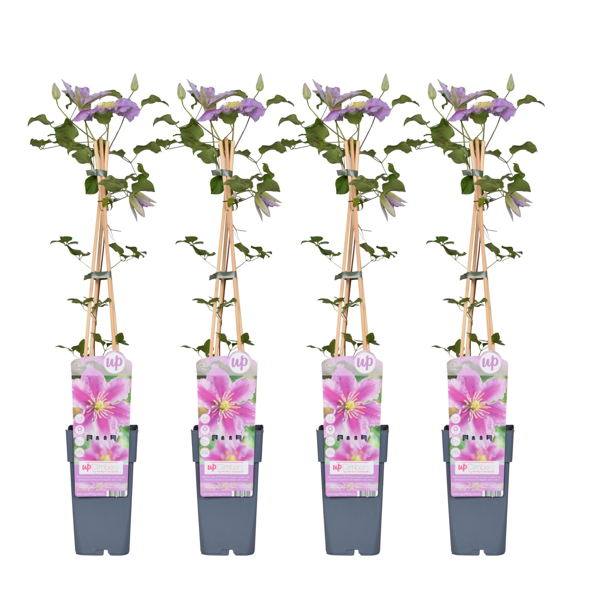 green-guardia-unsere-pflanzen-clematis-piilu-kletterpflanze-15cm-rosa-3x image 5