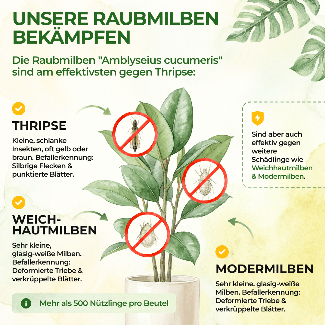 green-guardia-raubmilben-gegen-thripse-1x-t-te-10m image 2