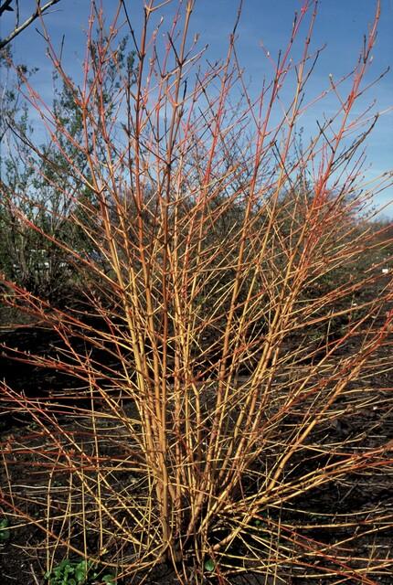 green-guardia-unsere-pflanzen-hartriegel-midwinter-fire-zierstrauch-9cm image 6