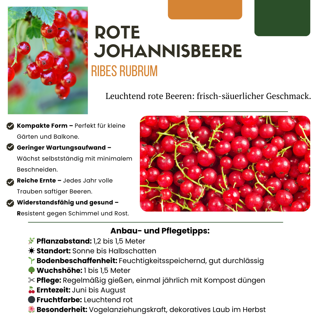 green-guardia-bio-stachelbeere-jungpflanze-13-cm-topf-20-cm image 2