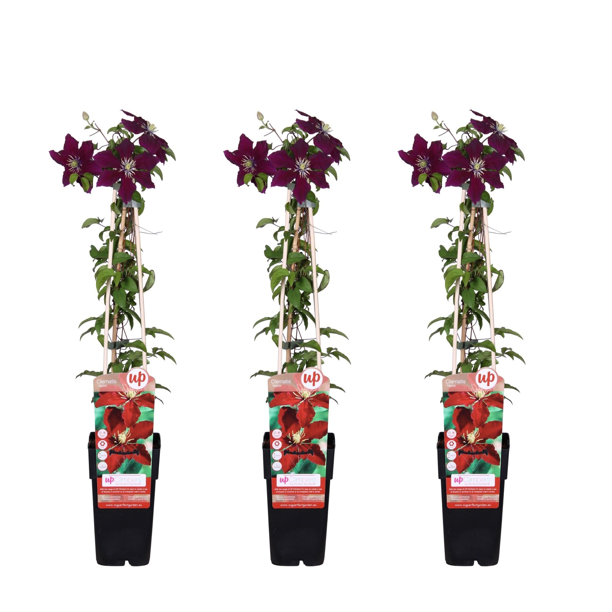 green-guardia-clematis-niobe-kletterpflanze-15cm-topf-rot-1-pflanze image 3